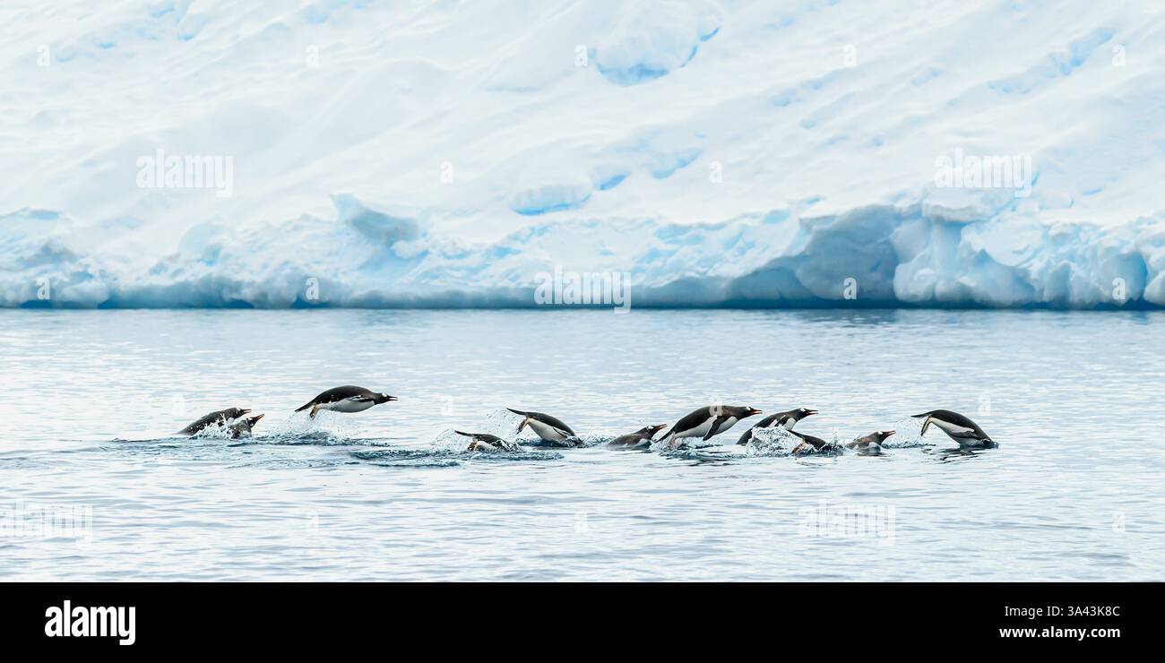 Un radeau de manchots Gentoo marpoing dans l'océan avec le littoral enneigé de la péninsule Antarctique en arrière-plan. Banque D'Images