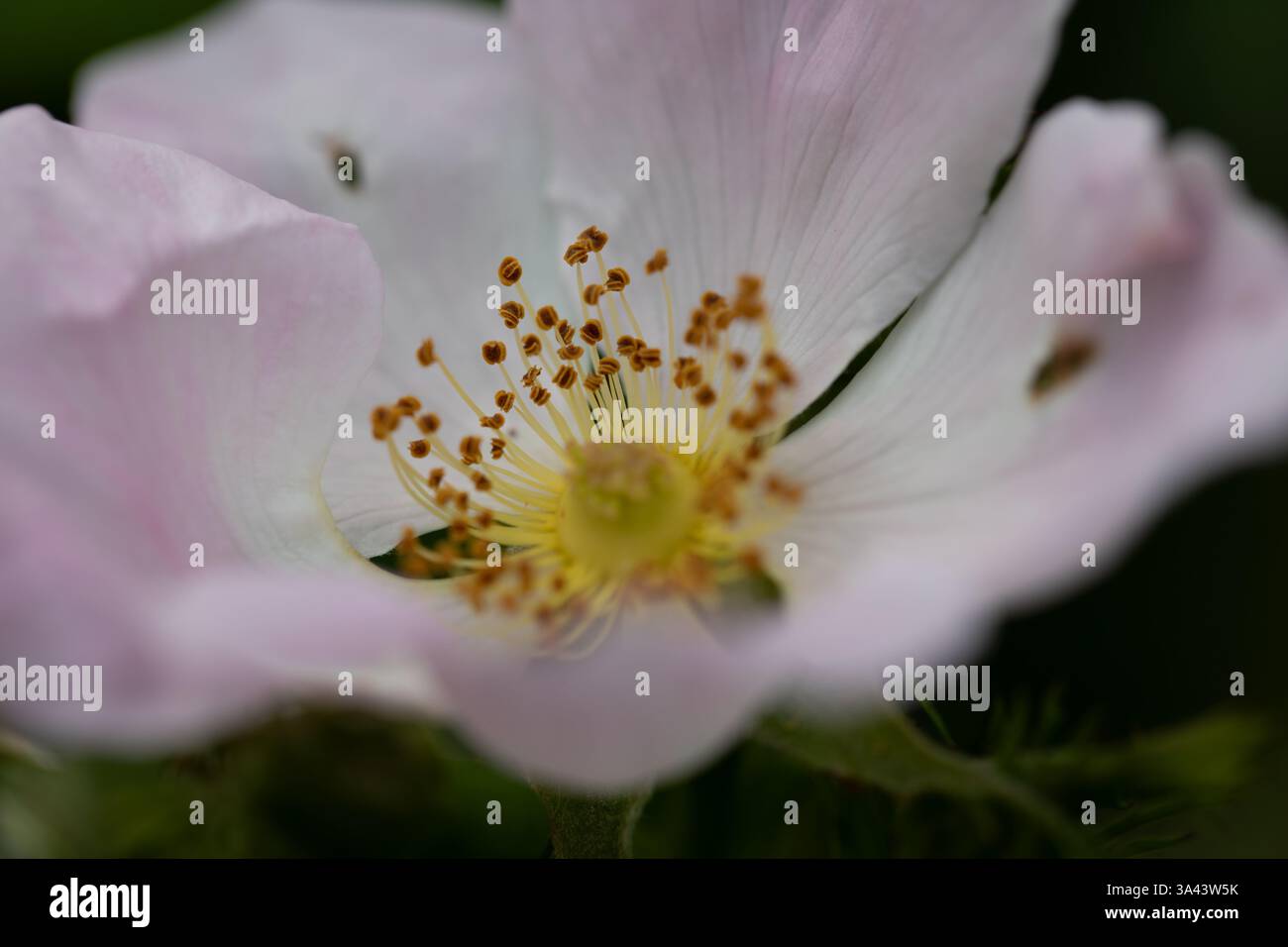 Fleur de Blackberry Banque D'Images