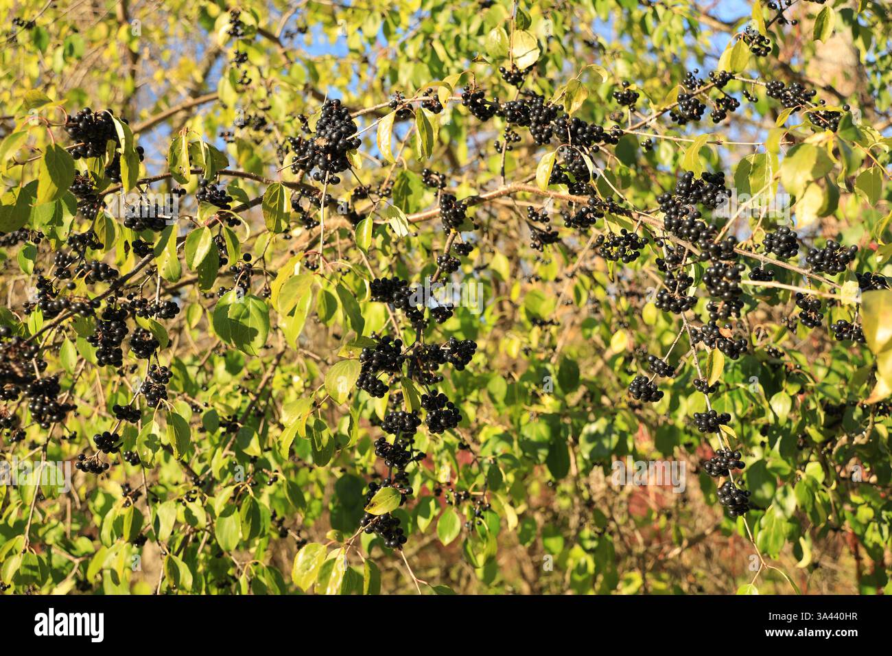 Beaucoup de baies de sureau noir sur les branches illuminées par le soleil d'automne du matin Banque D'Images