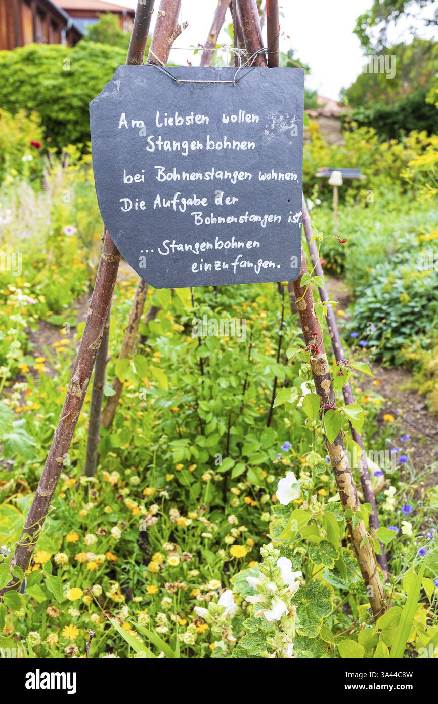 Verset sur les haricots coureurs et les poteaux de haricots dans le lit dans le jardin du monastère de Druebeck, Ilsenburg, Harz, Saxe-Anhalt, Allemagne, Europe Banque D'Images