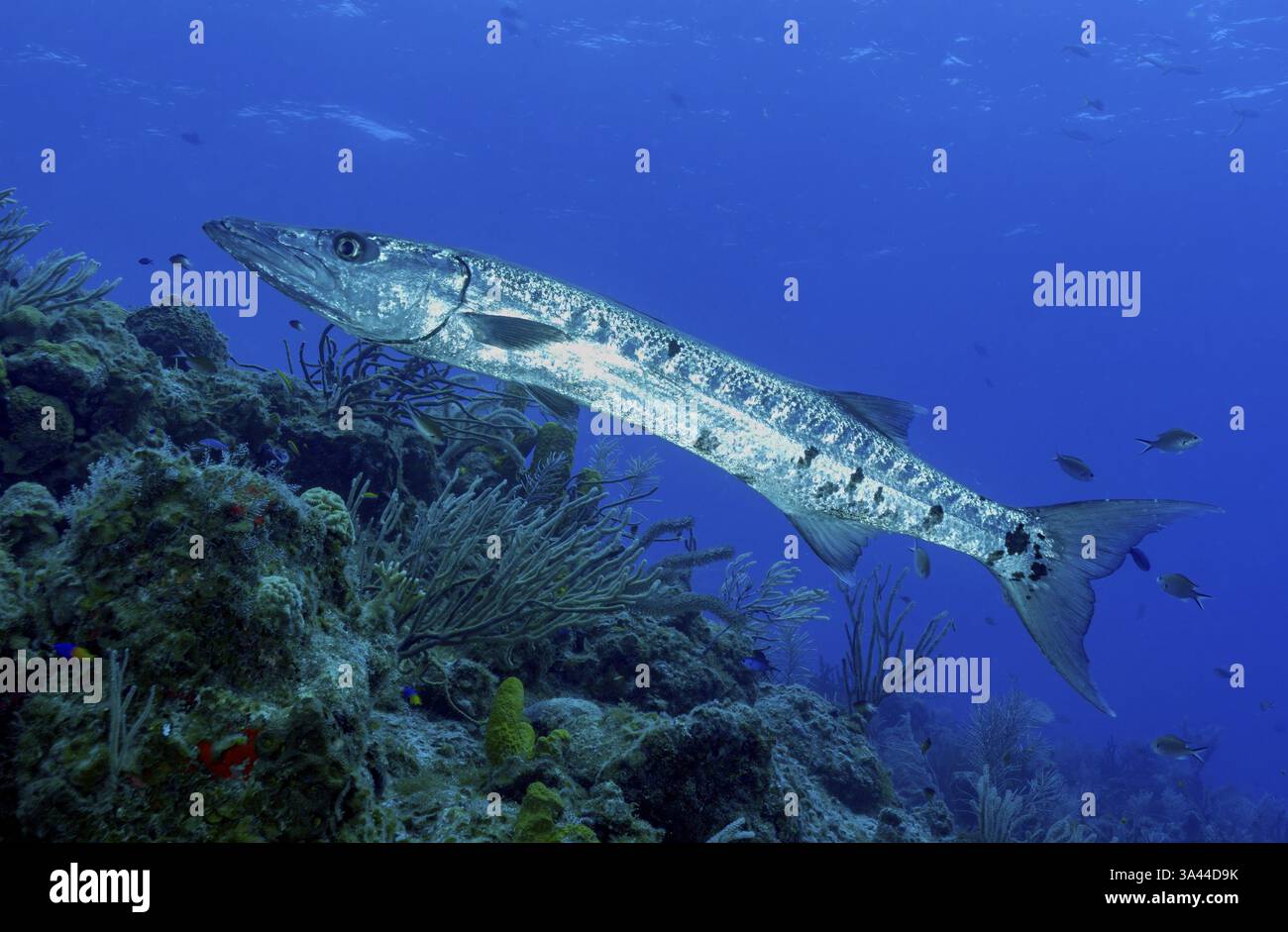 Grand barracuda (Sphyraena barracuda), Caraïbes, Maria la Gorda, Cuba, Amérique centrale Banque D'Images