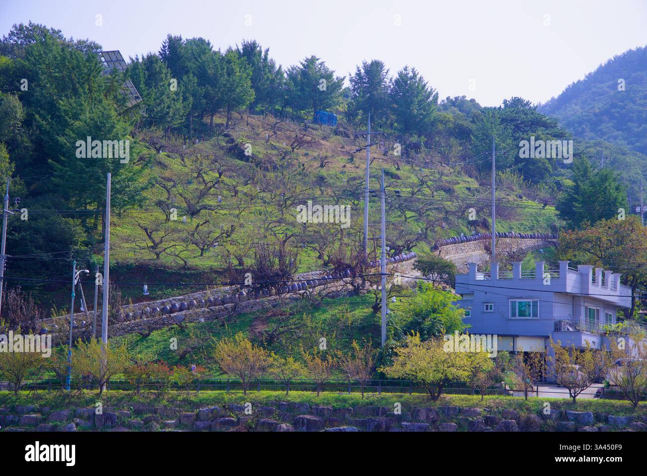 Gwangyang, Corée du Sud - 3 octobre 2021 : une vue à flanc de colline du village de fleurs de prunes de Gwangyang, où des rangées de pruniers poussent le long de la rivière Seomjin. Banque D'Images