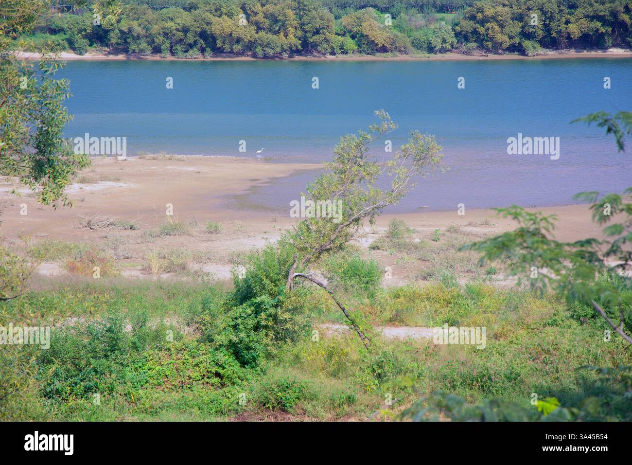 Gwangyang, Corée du Sud - 3 octobre 2021 : un banc de sable le long de la rivière Seomjin avec un héron solitaire pataugant dans l'eau peu profonde. La berge est luxuriante Banque D'Images
