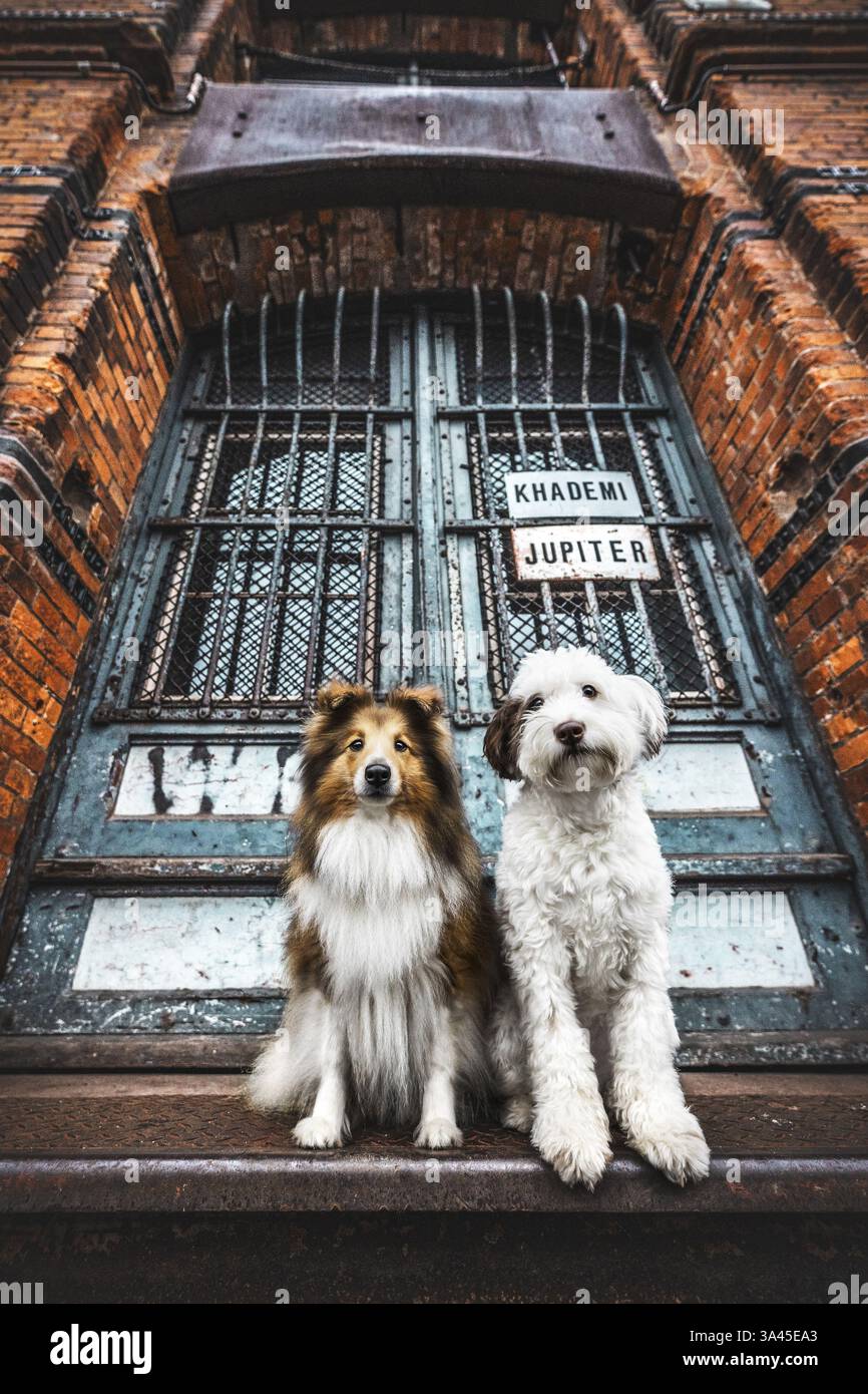 chiens Banque D'Images