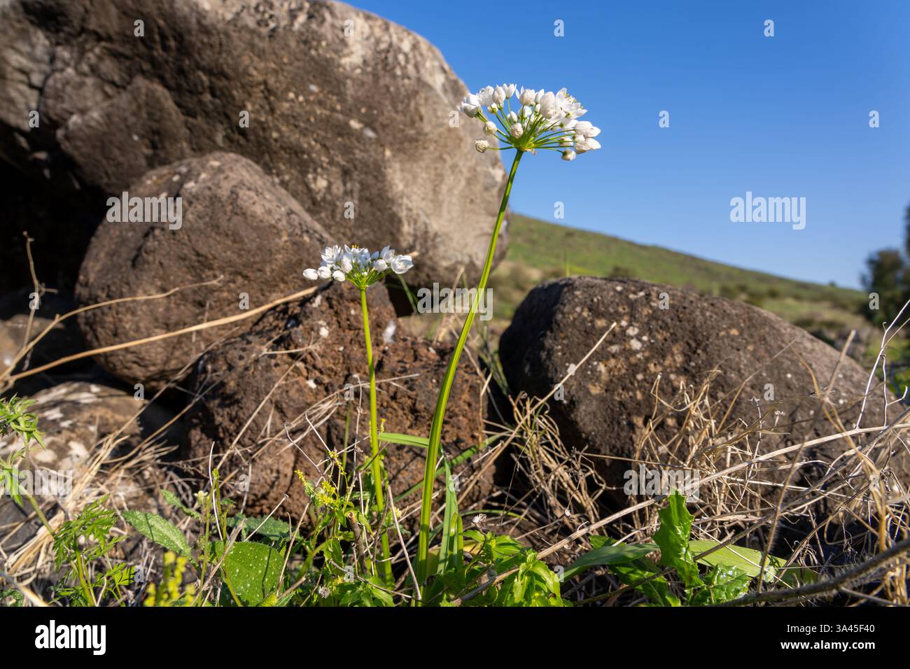 L'ail napolitain (Allium neapolitanum) pousse sur les rives du Jourdain Banque D'Images