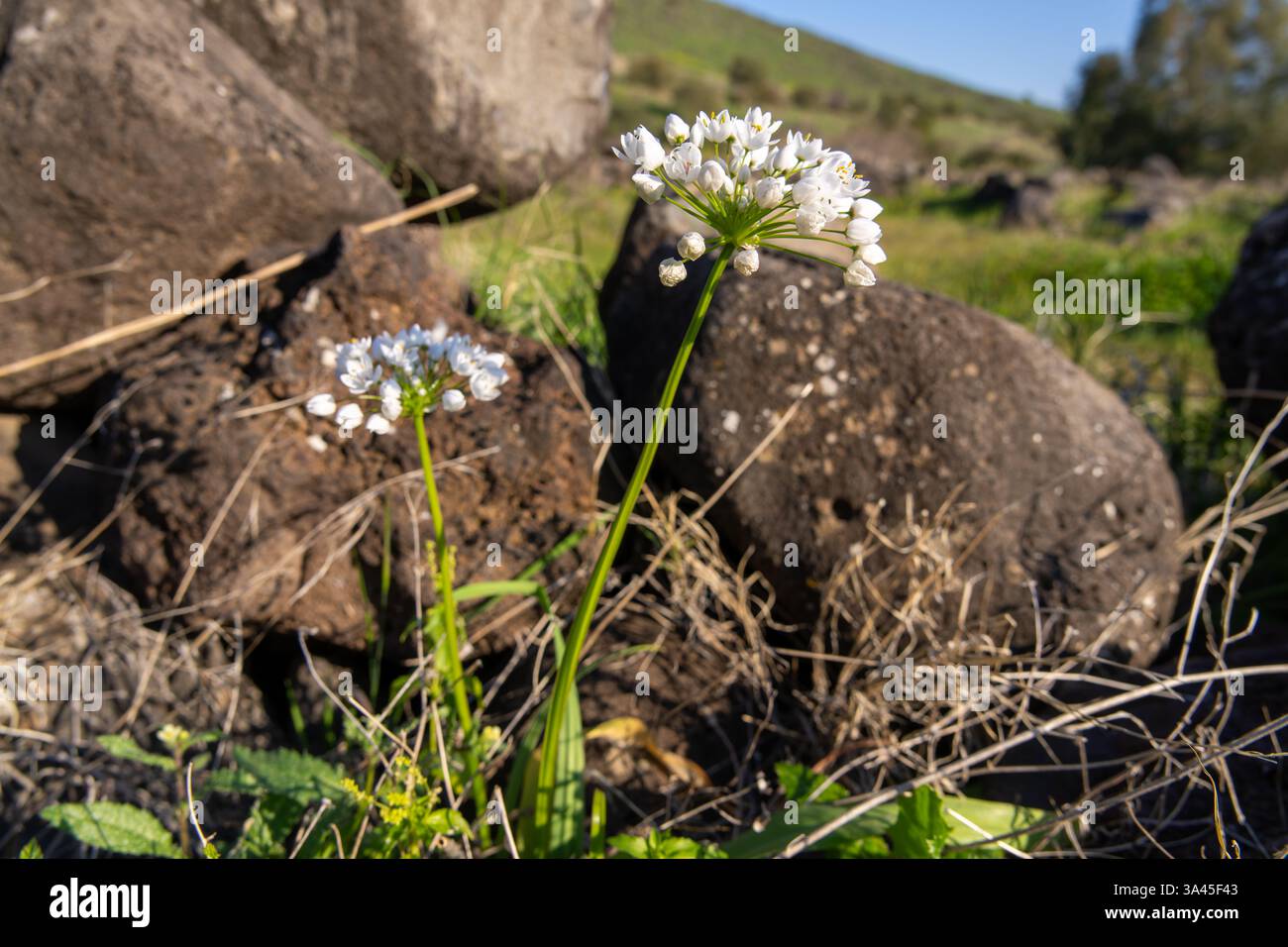 L'ail napolitain (Allium neapolitanum) pousse sur les rives du Jourdain Banque D'Images