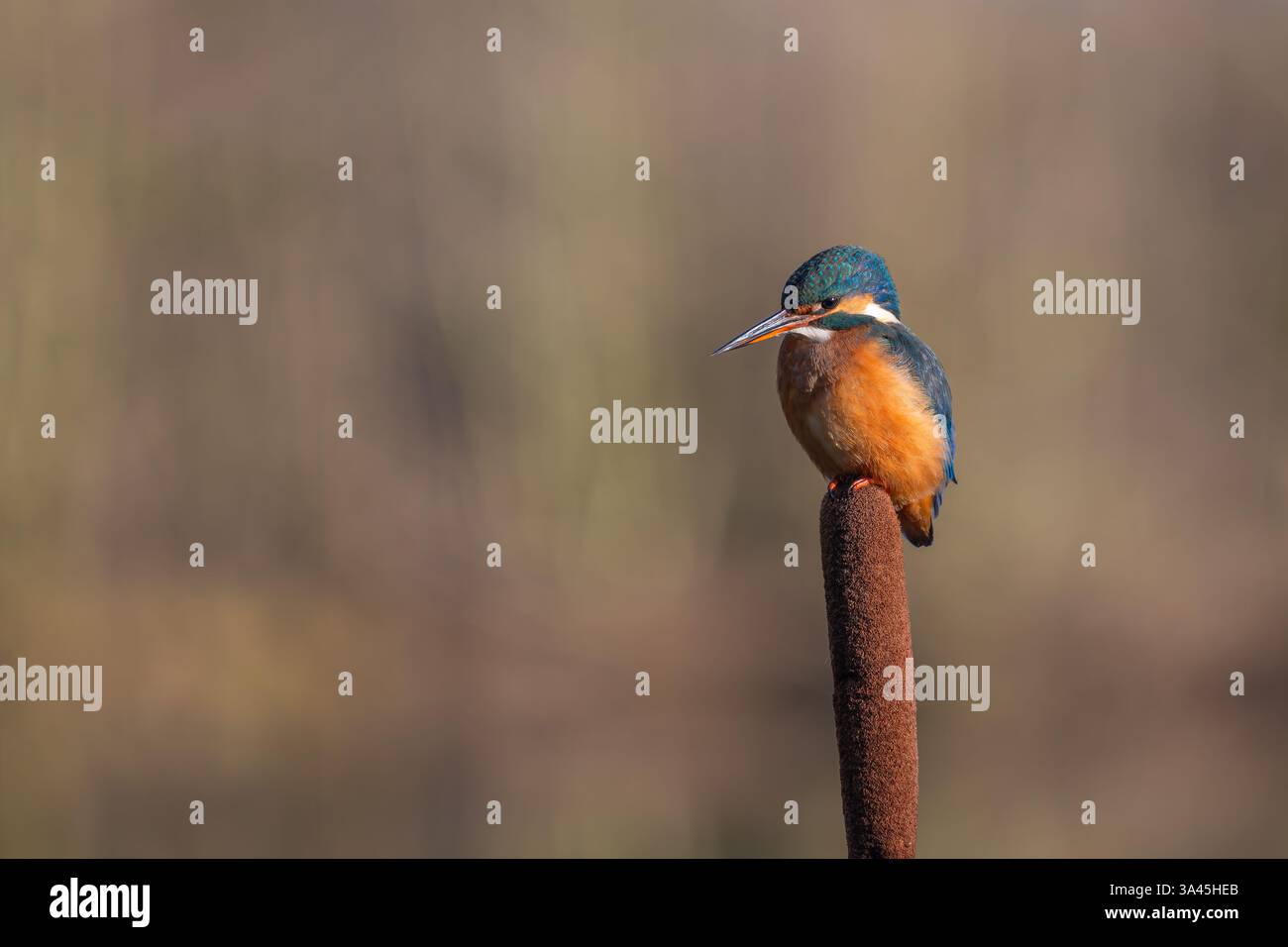 Femelle Kingfisher, Alcedo Athis, perché sur une branche Banque D'Images