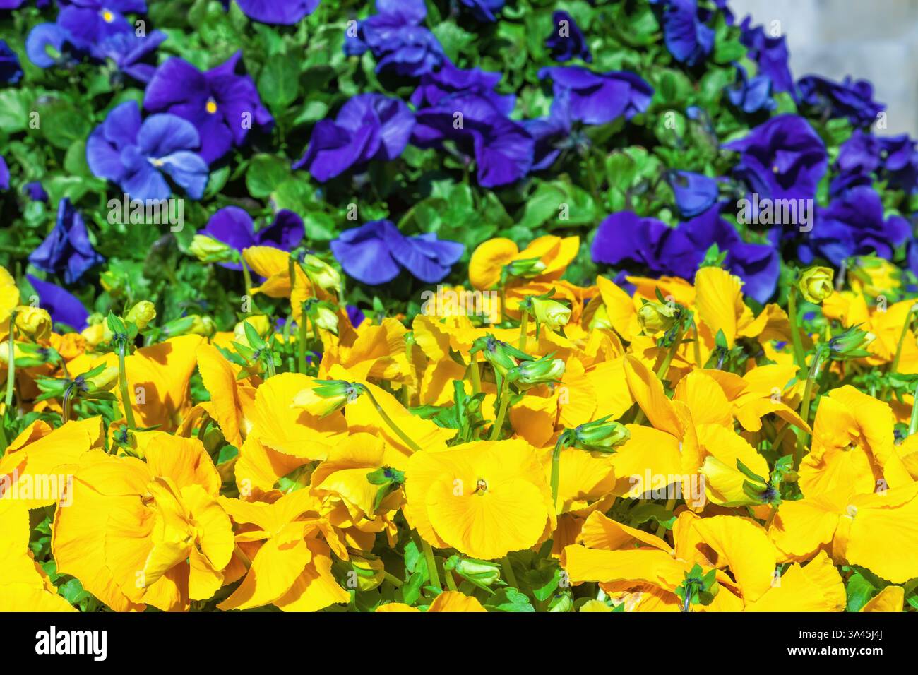 Parterre de fleurs avec des pansies jaunes et bleues grandissantes. Fleurs de pensées lumineuses poussent dans le jardin ornemental de printemps, couleurs du drapeau ukrainien. Viole fleurie wirttroc Banque D'Images