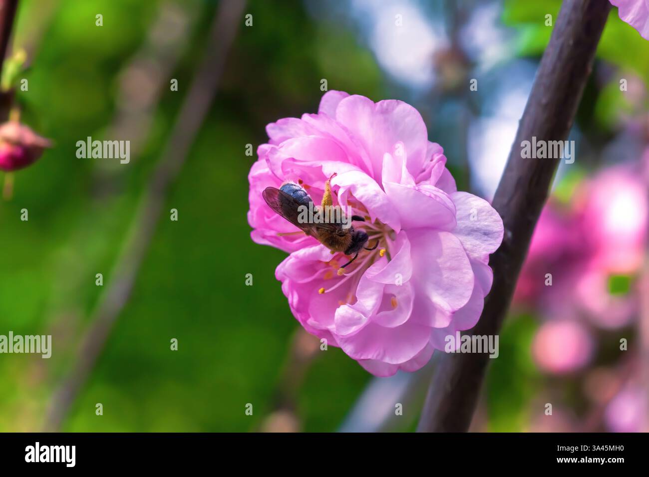 Abeille sur fleur rose sakura fleurie pollinates en gros plan. Catsear L'abeille minière (Andrena humilis) sur la tête de fleur de cerisier recueille le miel. Branche d'arbre Blossoms Banque D'Images