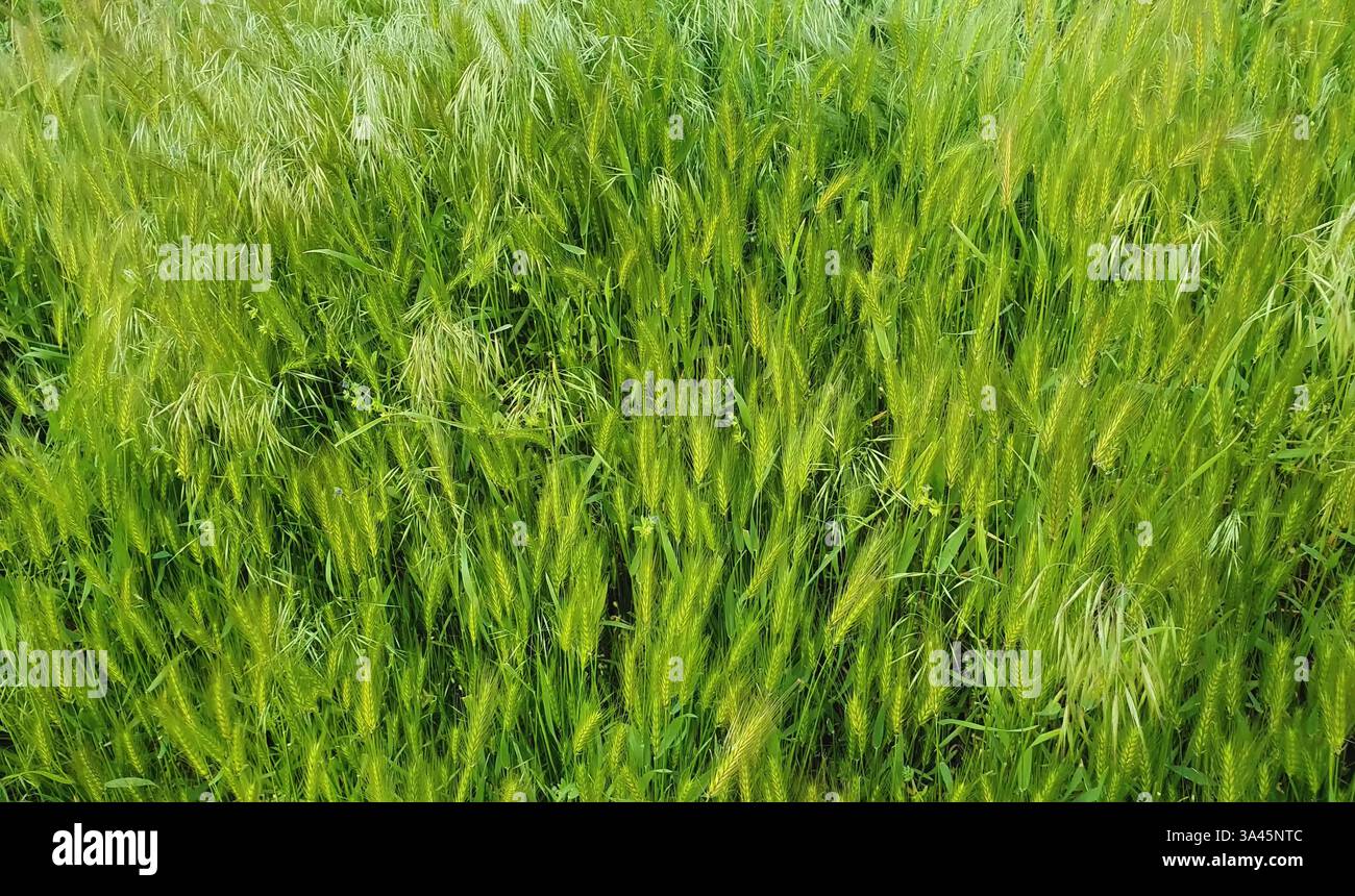Fleurs de renards sauvages sur un pittoresque pré d'été. Différents verdissement de la végétation balancent dans le vent. Cadre idyllique de nature rurale, printemps vert Banque D'Images