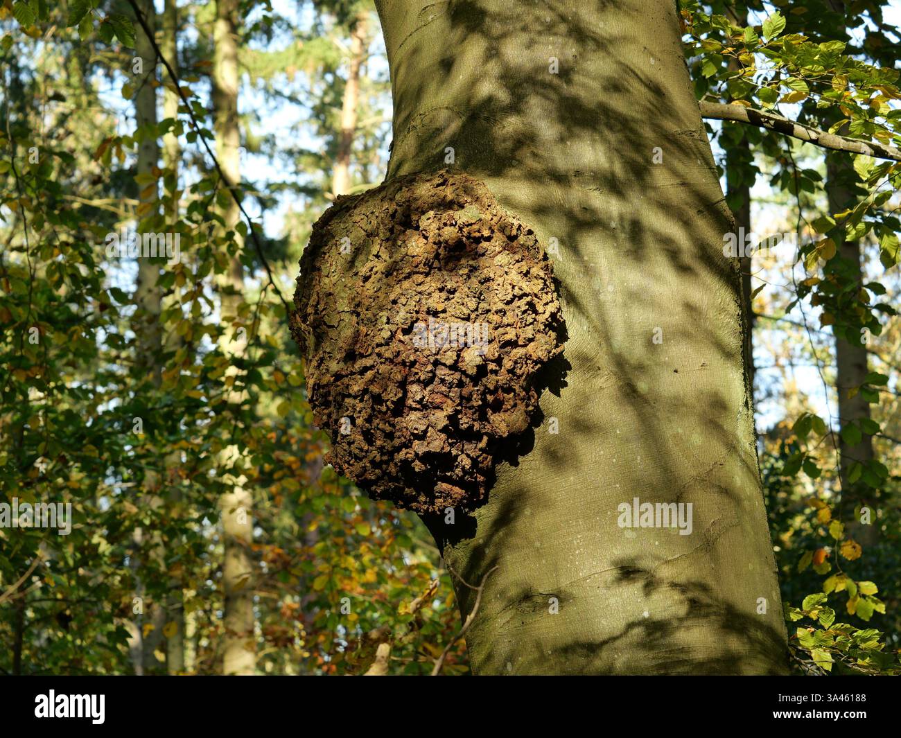 Perle en bois sur le hêtre. Un hêtre avec une grosse ronce. Ces ronds de bois présentent un grain et une texture uniques, souvent considérés esthétiquement comme plis Banque D'Images