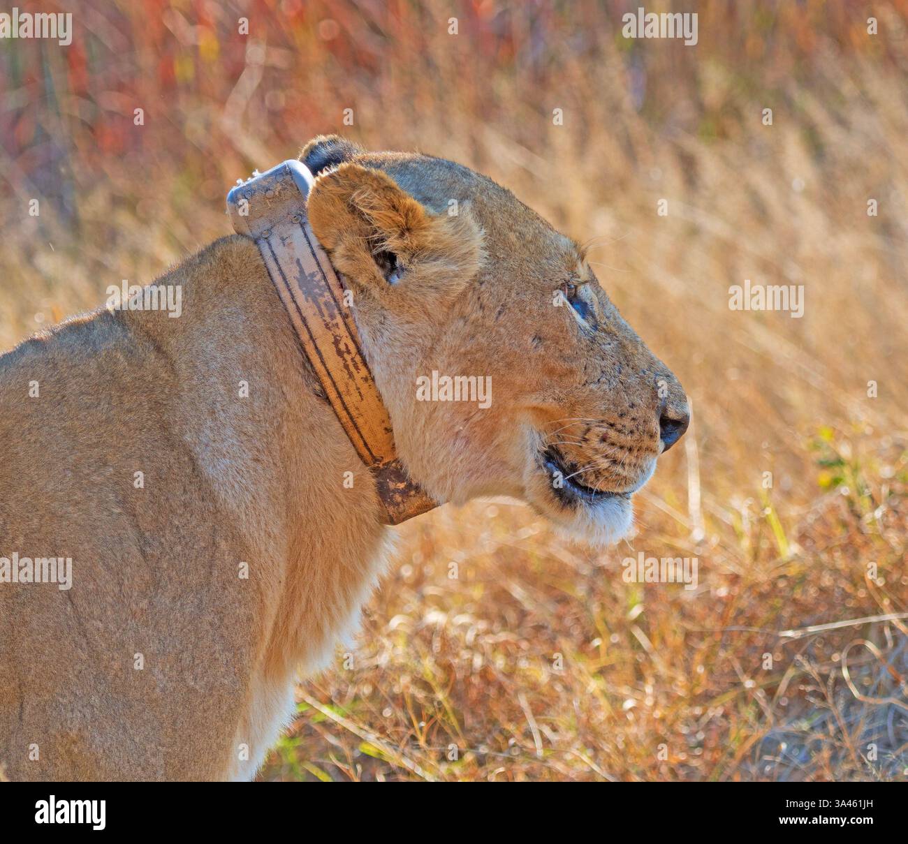 Lionne africaine avec un collier de traçage radio dans le parc national de Hwange au Zimbabwe Banque D'Images