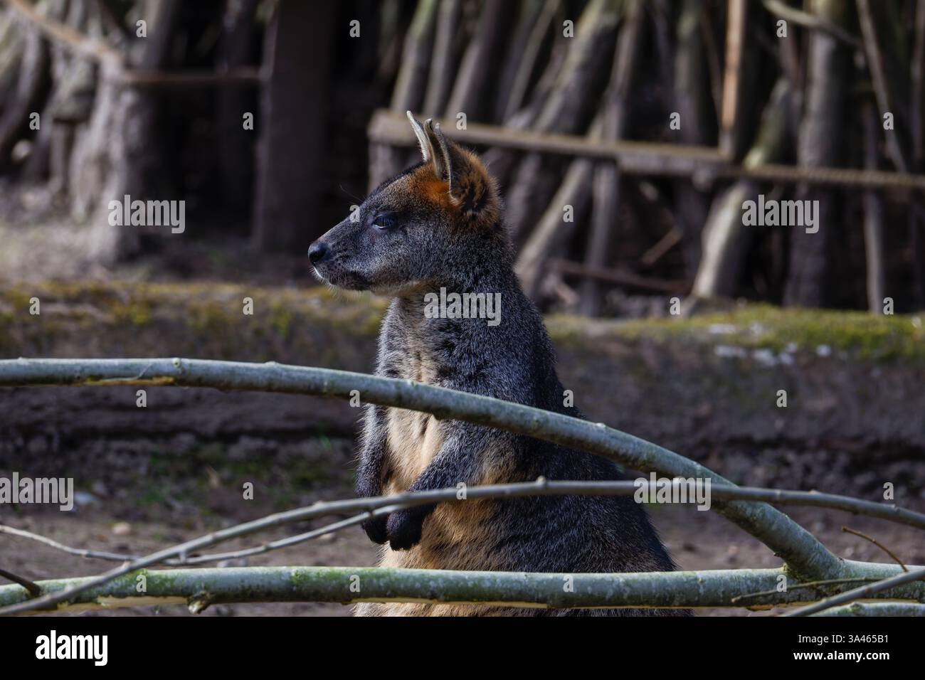 Wallaby dans l'habitat naturel avec des branches. Un wallaby debout dans un habitat naturel avec des branches au premier plan. Banque D'Images