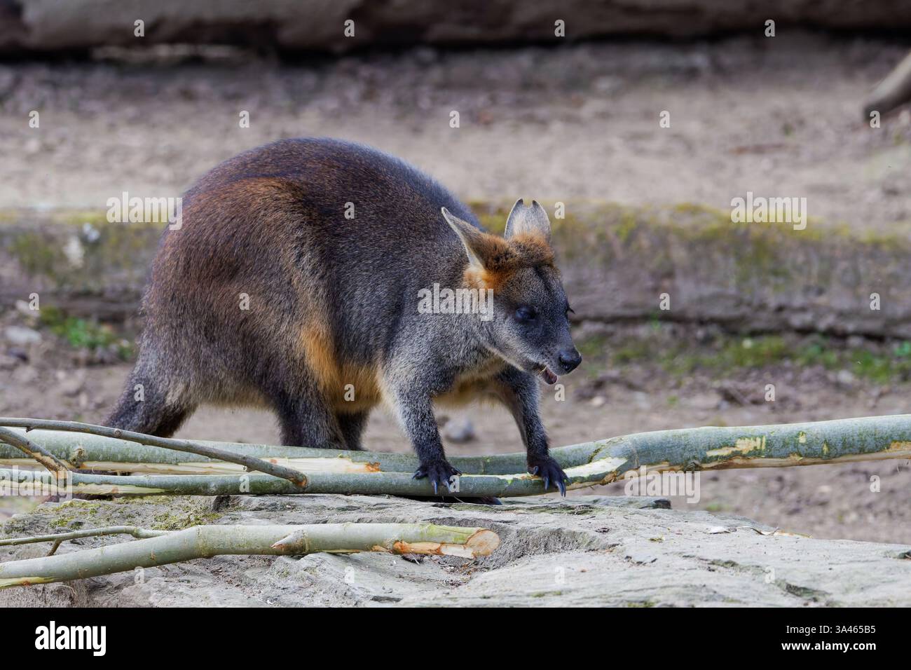 Marais Wallaby marchant sur Rocky surface. Un wallaby marécageux marchant sur une surface rocheuse avec des branches au premier plan. Banque D'Images