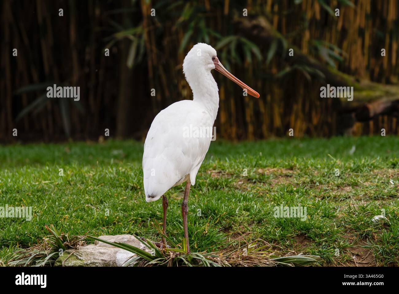 Bec de cuillère africain (Platalea alba), oiseau sur herbe. Un oiseau blanc bec de cuillère debout sur l'herbe verte avec un fond naturel flou. Banque D'Images