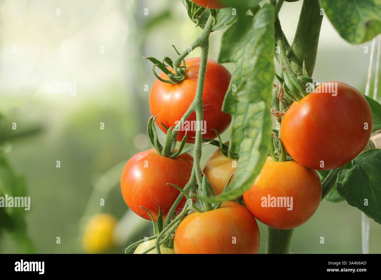 Belles tomates mûres écologiques naturelles rouges cultivées dans une serre. Jardinage image tomate avec espace de copie. Les tomates sont prêtes à être récoltées. Banque D'Images