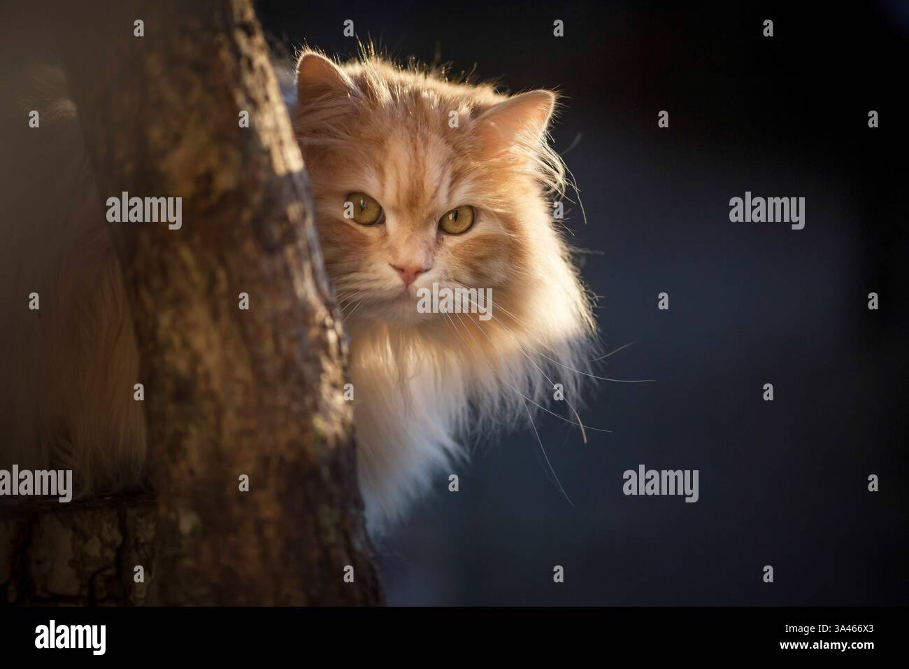 Tomcat Longhair allemande Banque D'Images