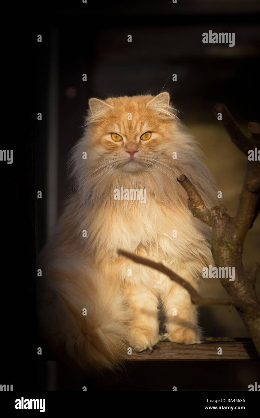Tomcat Longhair allemande Banque D'Images