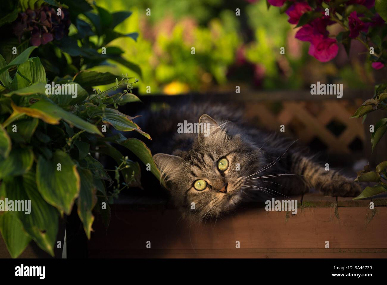 Tomcat Longhair allemande Banque D'Images