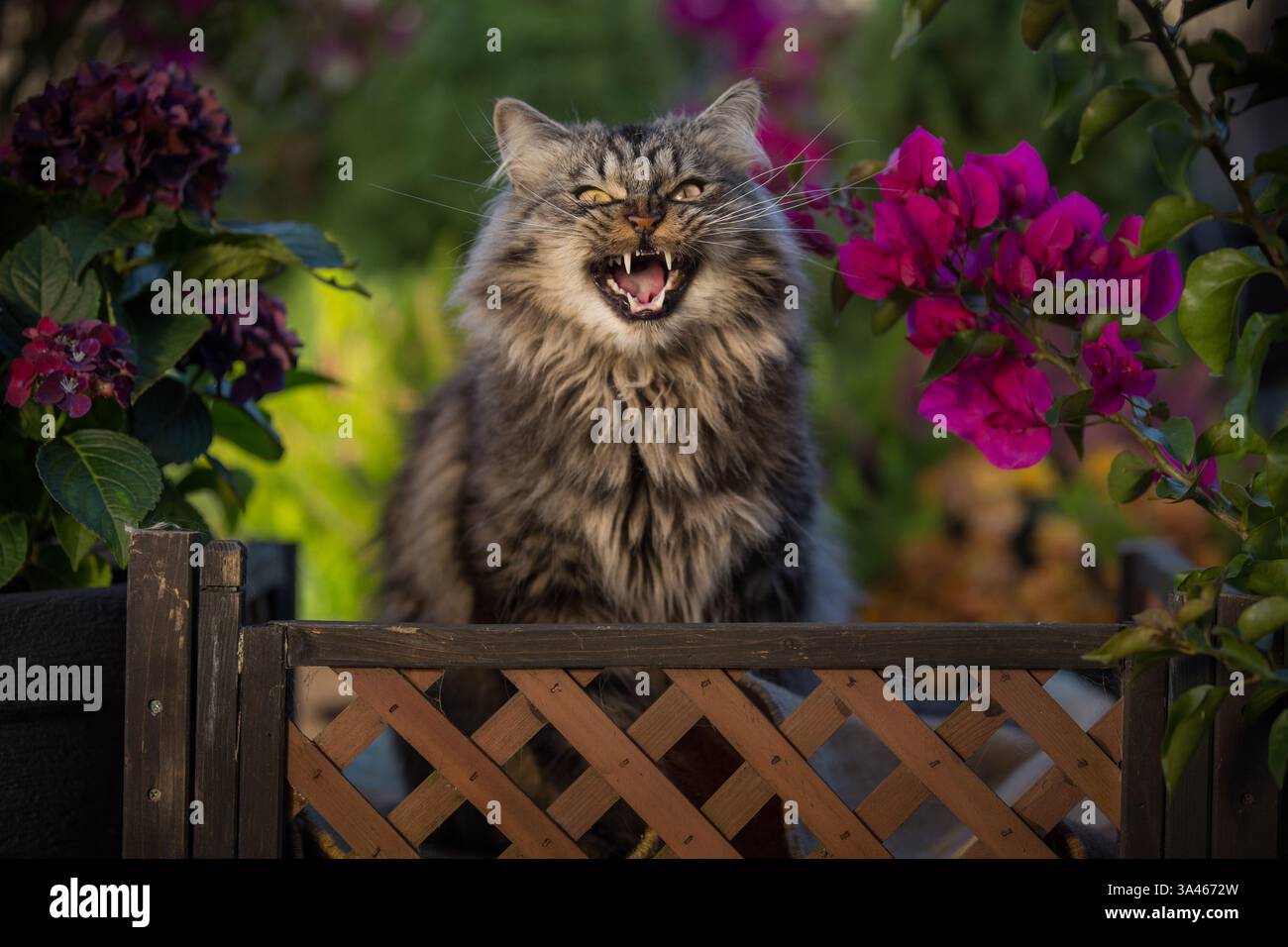 Tomcat Longhair allemande Banque D'Images