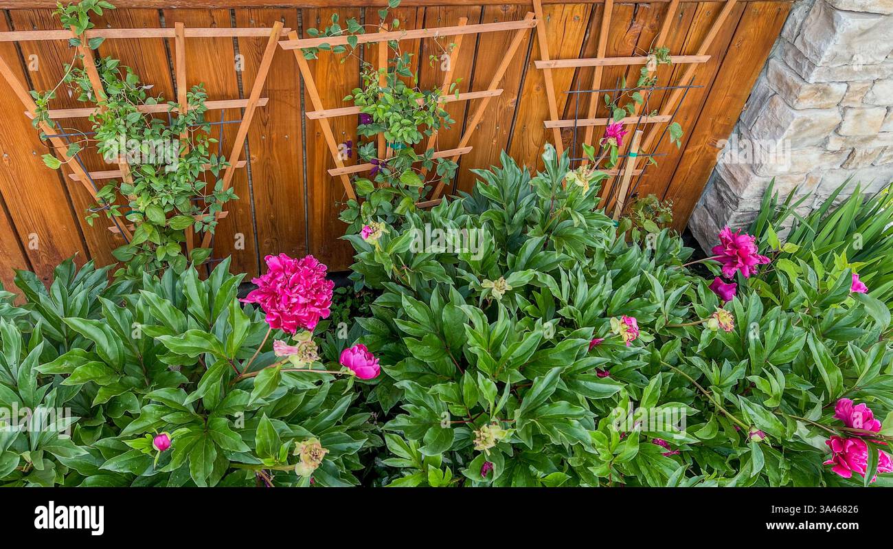 Un jardin animé avec des pivoines roses et des plantes grimpantes sur un treillis en bois contre une clôture. Le feuillage vert luxuriant contraste avec les fleurs lumineuses i. - Image de stock capturée avec un smartphone