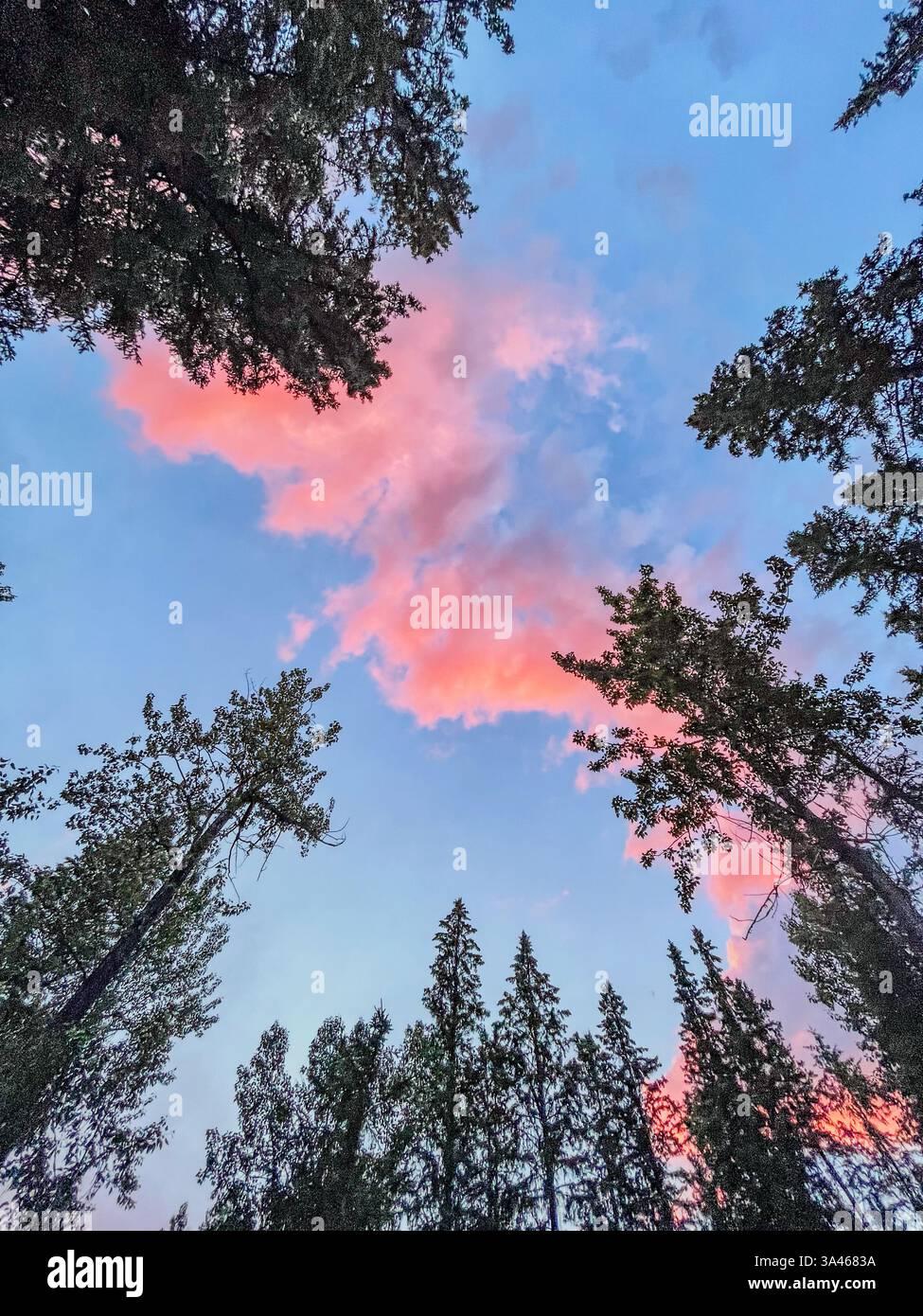 Regardant vers le haut de grands arbres à feuilles persistantes contre un ciel de coucher de soleil coloré avec des nuages roses. La cime des arbres crée un cadre naturel autour des nuances dégradées du dus - Image de stock capturée avec un smartphone