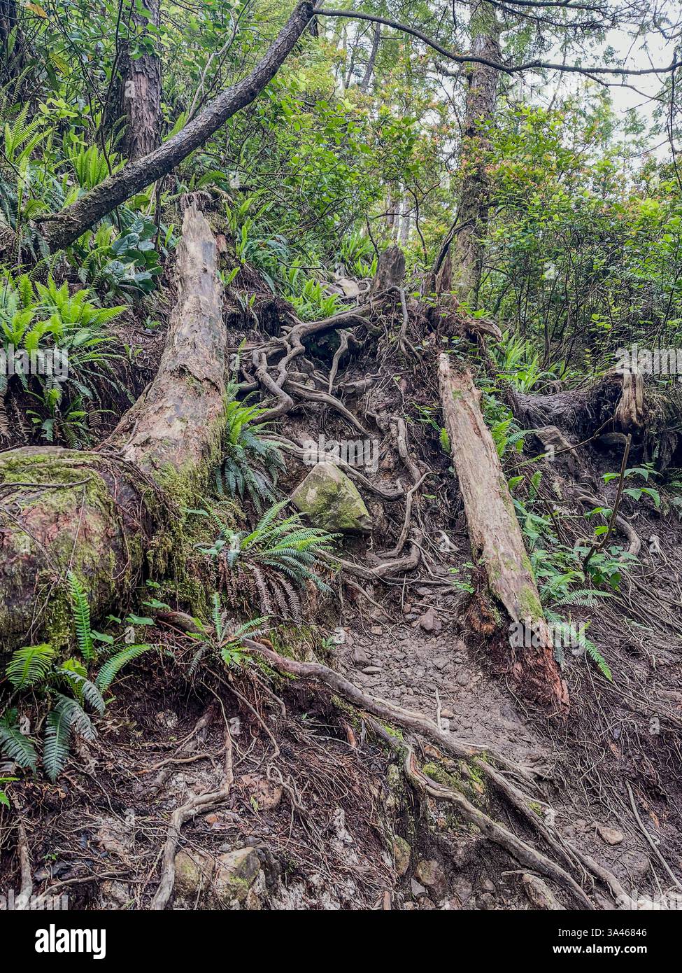 Un sentier de randonnée accidenté serpente à travers une forêt dense, avec des racines d'arbres exposées, des bûches tombées, des fougères et un terrain terrestre, créant un caractère difficile - Image de stock capturée avec un smartphone