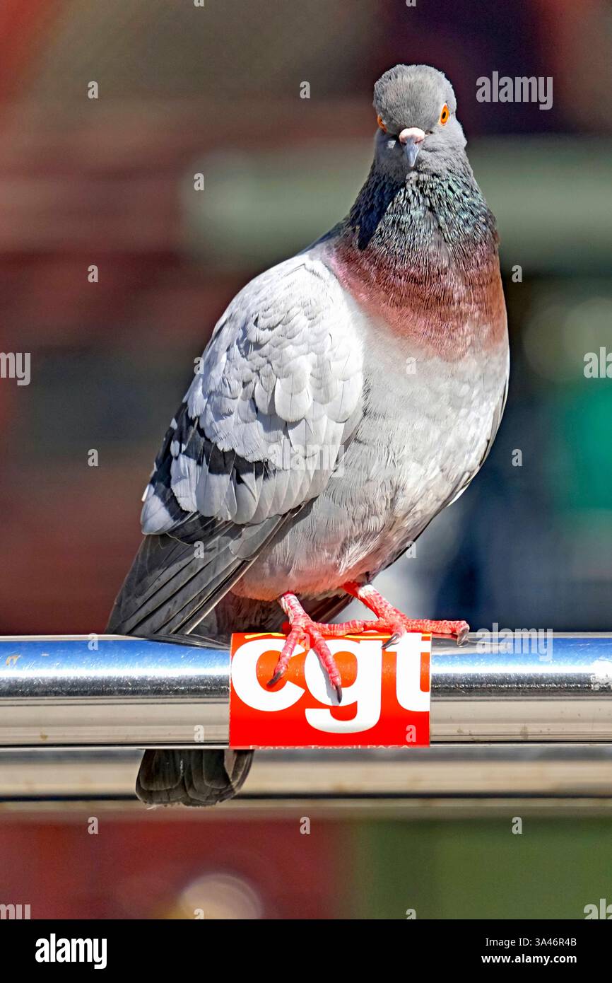 Eine Stadttaube sitzt selbstbewusst auf einem CGT-Aufkleber 20250316cd755 Großstadt, Stadt, Stadttaube, Straßentaube, Taube, Tierwelt, Umwelt, Verhalten, Vogelart, Vogelbeobachtung, Vogelwelt, natürlich, nah, orangeäugig, schimmernd, städtisch, anblicken, beobachten, gurren, hocken, sitzen Aufkleber, Balance, Bedeutung, Blick, Gewerkschaft, Gewerkschaftslogo, Großstadt, Haltung, Innenstadt, Kontrast, Linkspolitik, logo, Metropole, Mobilisierung, Politik, Schriftzug, Solidarität, Stadtnatur bedeutungsvoll, entschlossen, ernst, frontal, gesellschaftlich, gewerkschaftlich, kämpferisch, mobilisier Banque D'Images