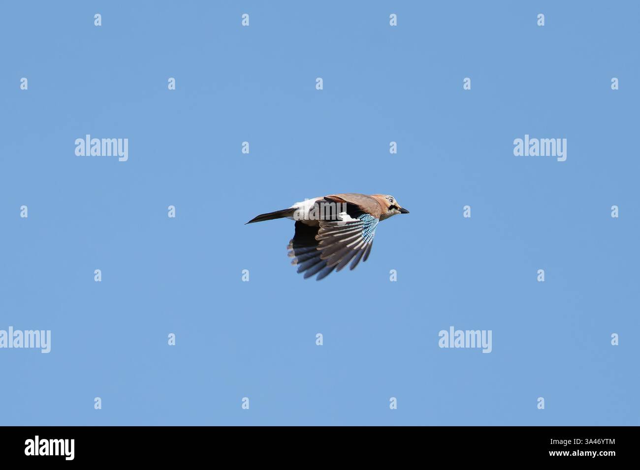 Le jay eurasien (Garrulus glandarius) est une espèce de passereaux de la famille des corneilles qui vole haut dans le ciel Banque D'Images