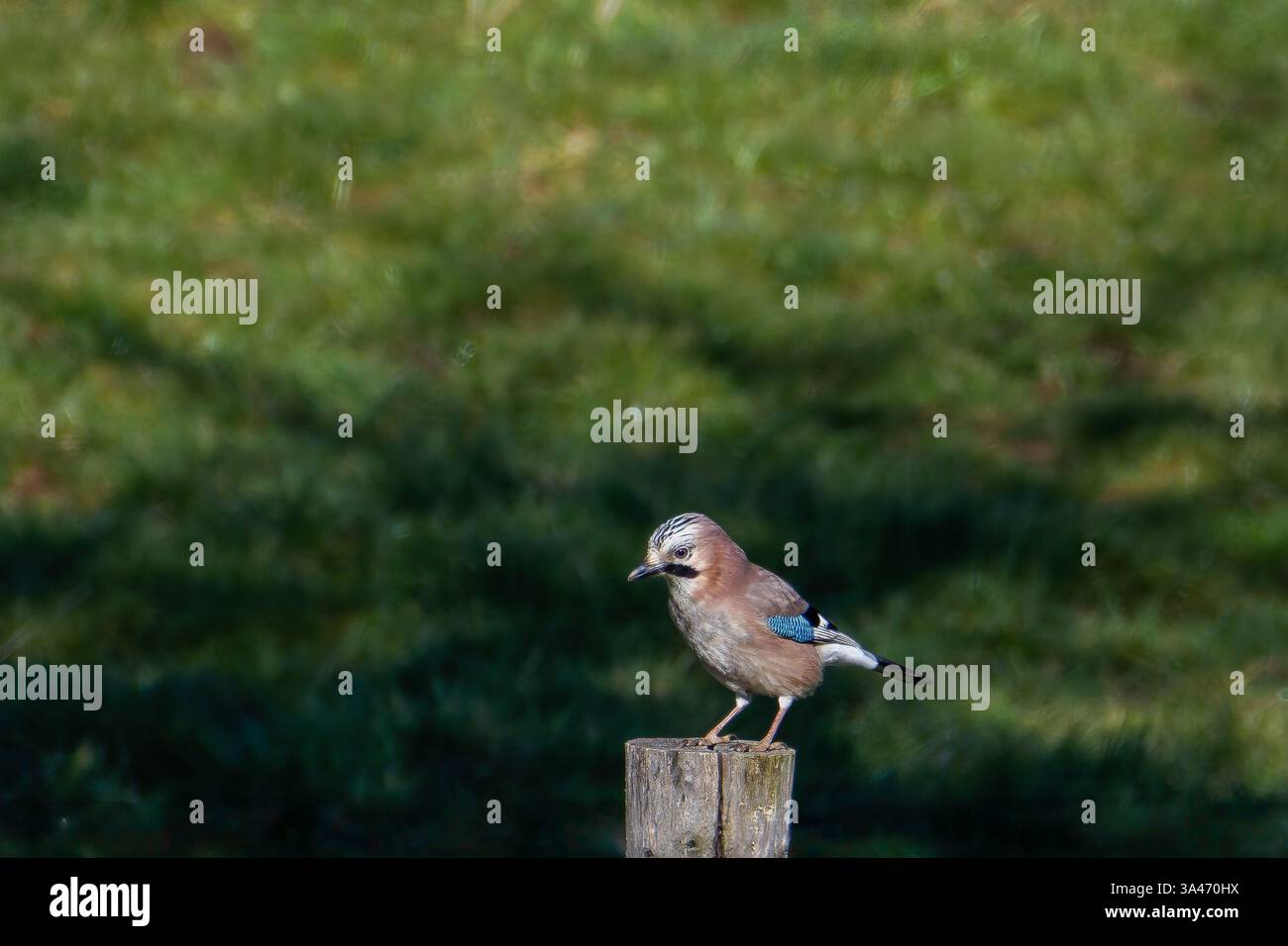 Le jay eurasien (Garrulus glandarius) est une espèce de passereaux de la famille des corneilles sur un poteau Banque D'Images