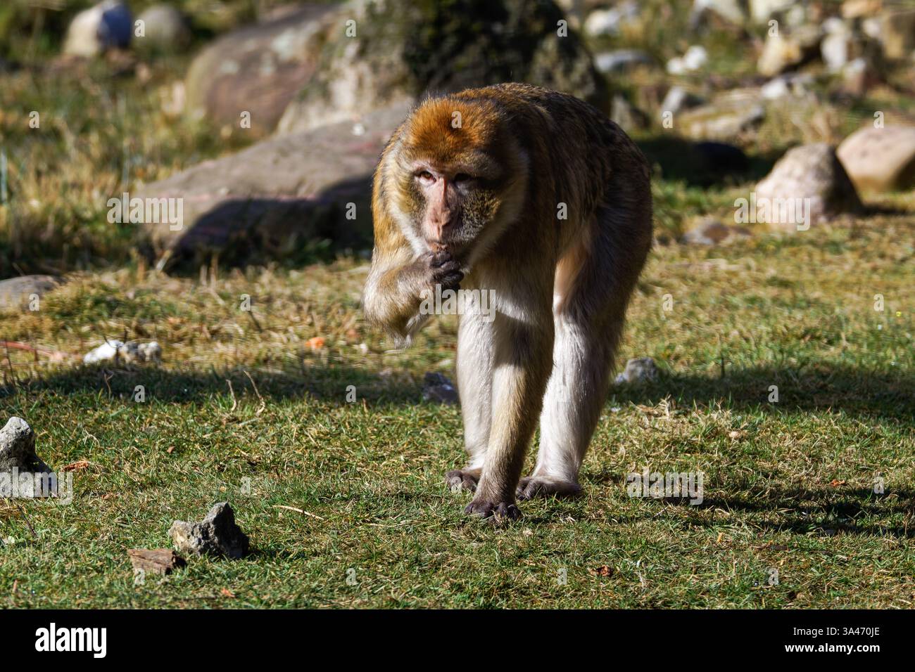 Le macaque de Barbarie (Macaca sylvanus), également connu sous le nom de singe de Barbarie marchant sur de l'herbe, en attendant mangeant quelques morceaux Banque D'Images