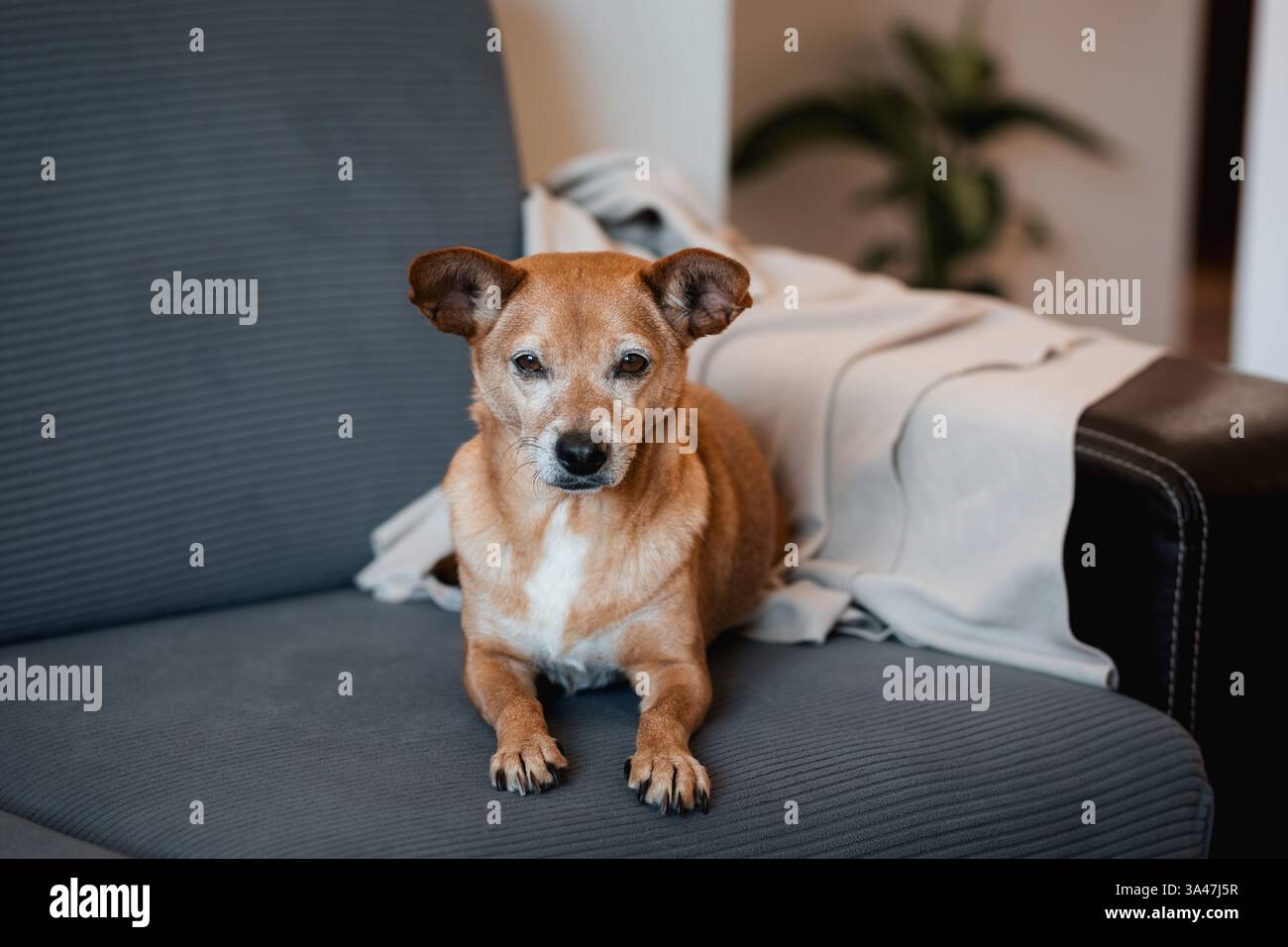 Chien aîné brun avec des oreilles perchées couché sur un canapé gris, regardant la caméra. Une couverture douce et une plante floue en arrière-plan créent une maison confortable Banque D'Images