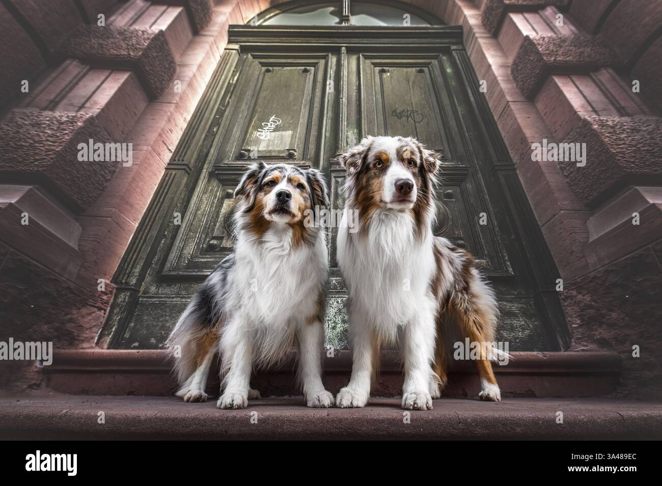 Bergers Australiens Banque D'Images