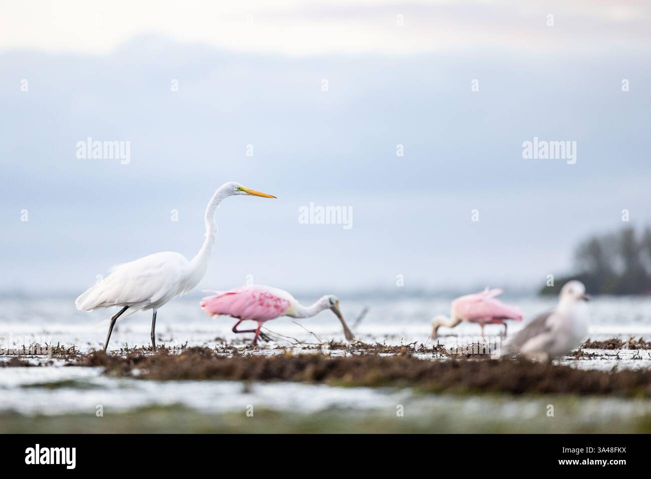 Great Egret (Ardea alba) pataugant aux côtés de cuillères rosées (Platalea ajaja) et d'une mouette au Honeymoon Island State Park, Dunedin, Floride. Banque D'Images