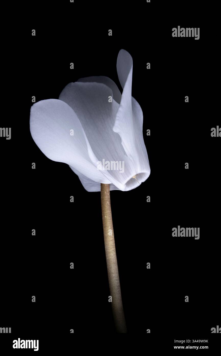 Cyclamen blanc sur fond noir Banque D'Images