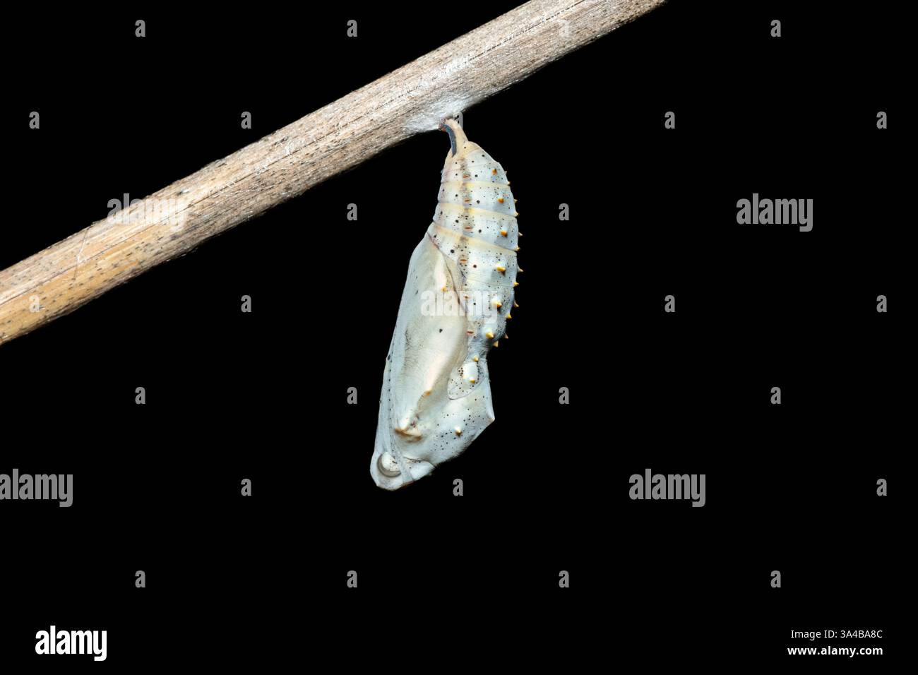 Cocon d'une dame peinte papillon (Vanessa cardui) dans la nature au KwaZulu-Natal, Afrique du Sud Banque D'Images