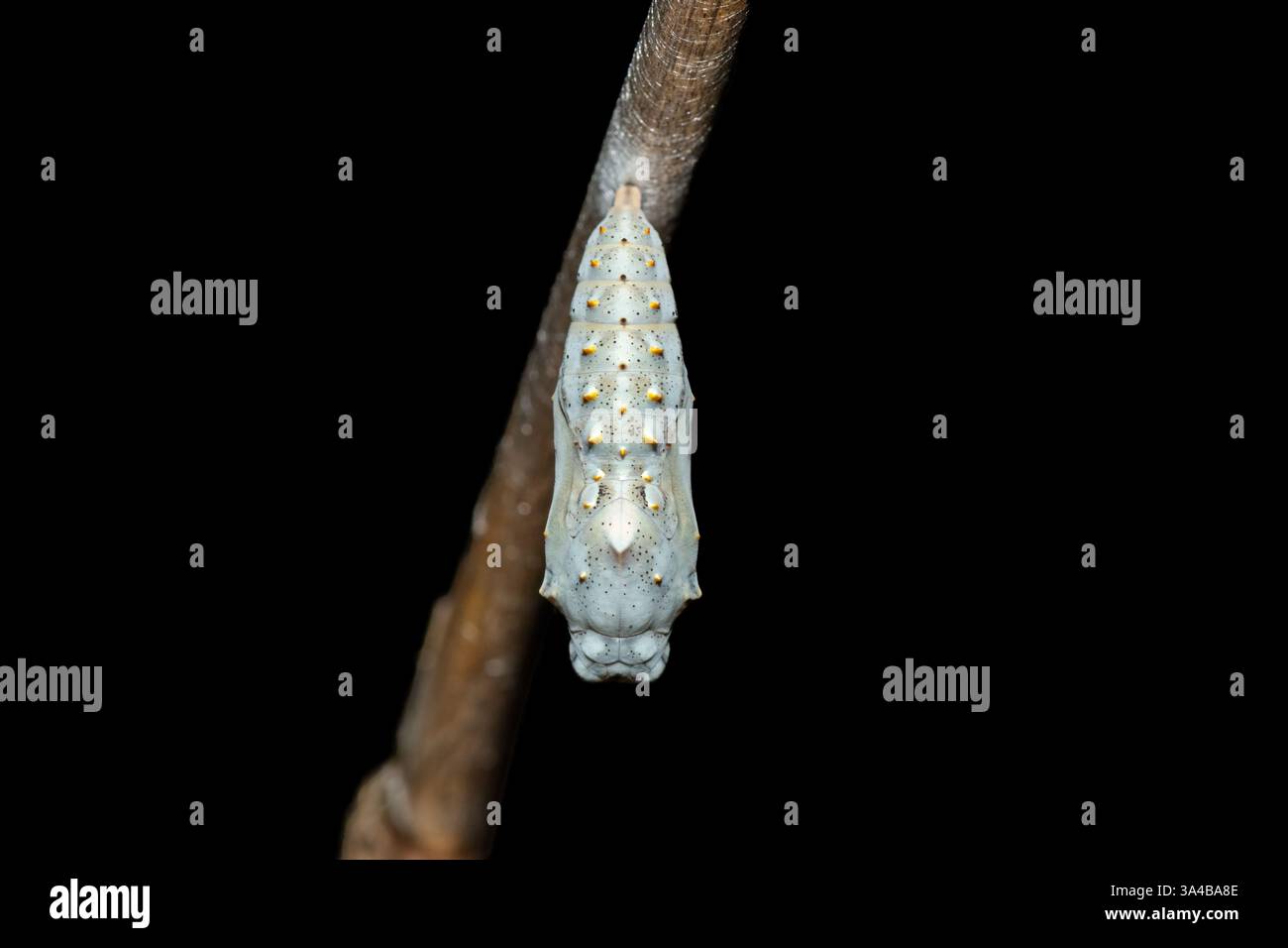 Cocon d'une dame peinte papillon (Vanessa cardui) dans la nature au KwaZulu-Natal, Afrique du Sud Banque D'Images
