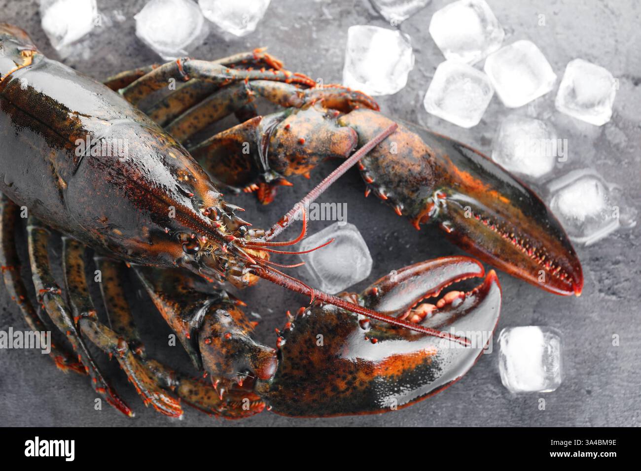 Gros homard plat Banque de photographies et d’images à haute résolution ...