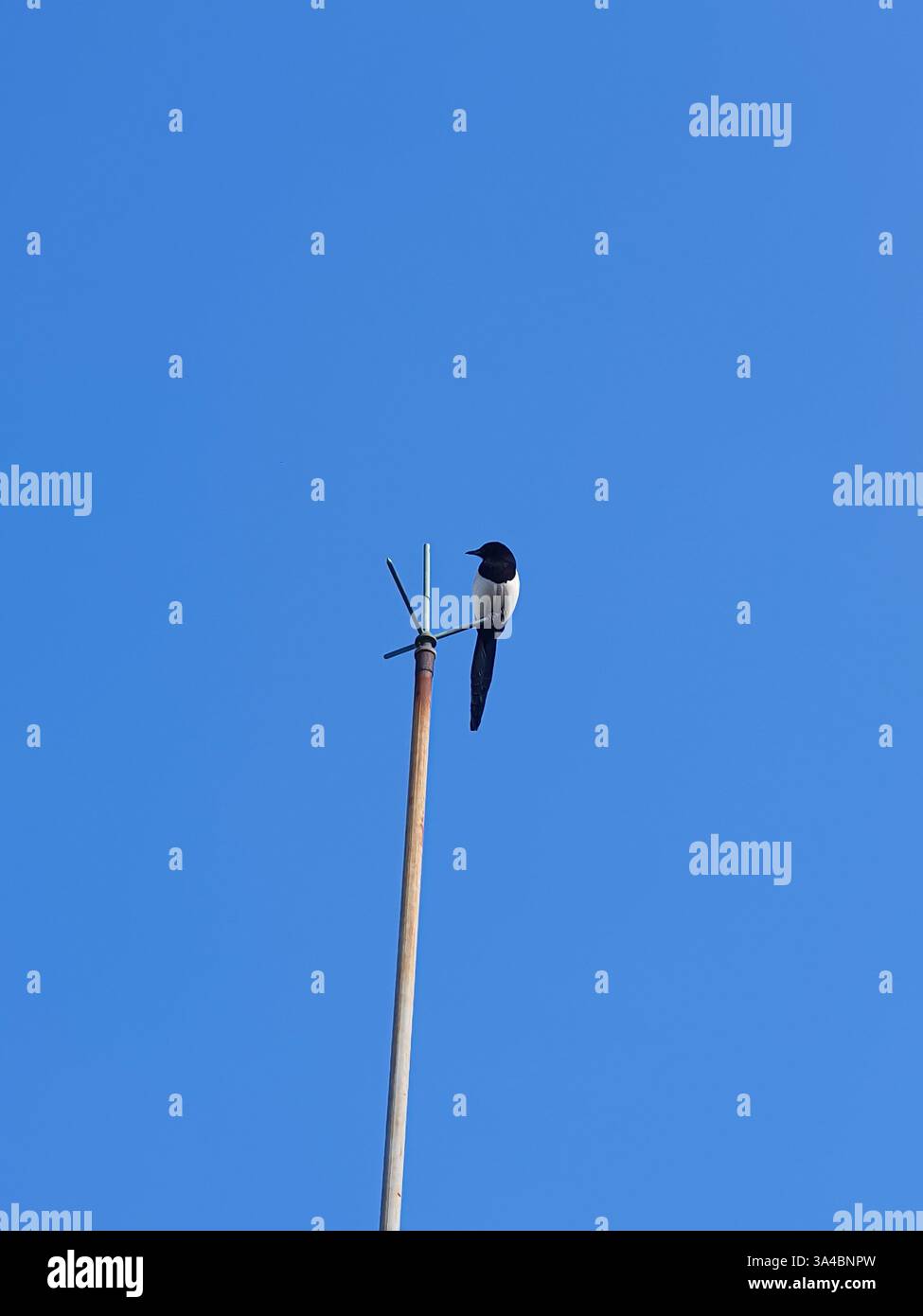 Magpie perchée sur un paratonnerre contre un ciel bleu clair. Évoquant des thèmes de solitude, de liberté et de minimalisme. Perspective à faible angle. Banque D'Images