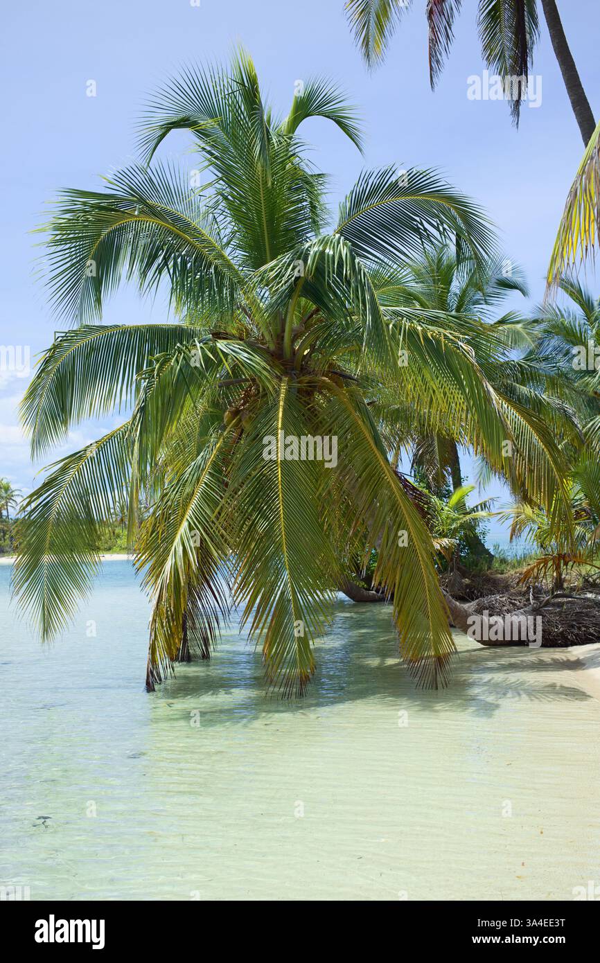 Feuilles d'un cocotier suspendu dans l'eau claire dans les îles San Blas (Kuna Yala) au Panama le long de la côte caribéenne Banque D'Images