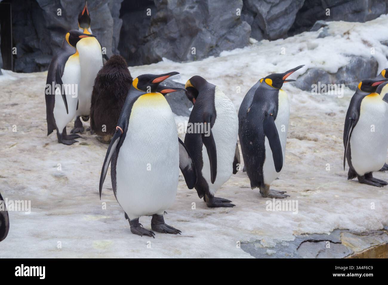 Une jolie parade de pingouins pendant l'hiver dans un zoo à Hokkaido, qui peut être vu de décembre à mi-mars dans la ville d'Asahikawa Banque D'Images