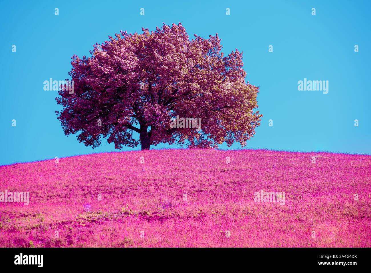 Arbre dans un champ contre un ciel bleu. Teinte rose. Couleur fantastique Banque D'Images