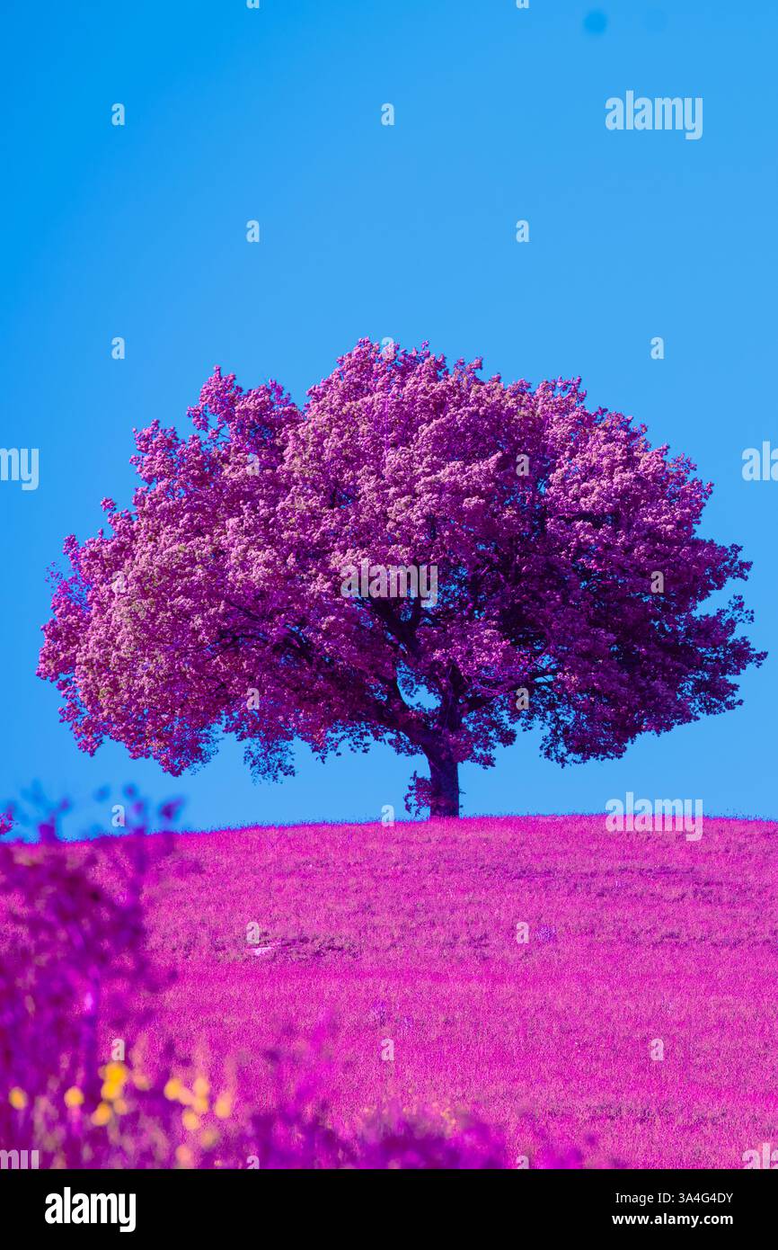 Arbre dans un champ contre un ciel bleu. Teinte rose. Couleur fantastique Banque D'Images