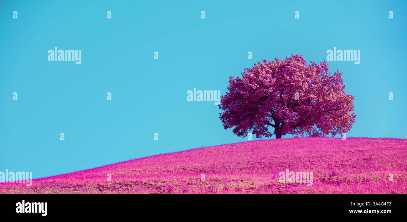 Arbre dans un champ contre un ciel bleu. Teinte rose. Couleur fantastique. Bannière horizontale Banque D'Images