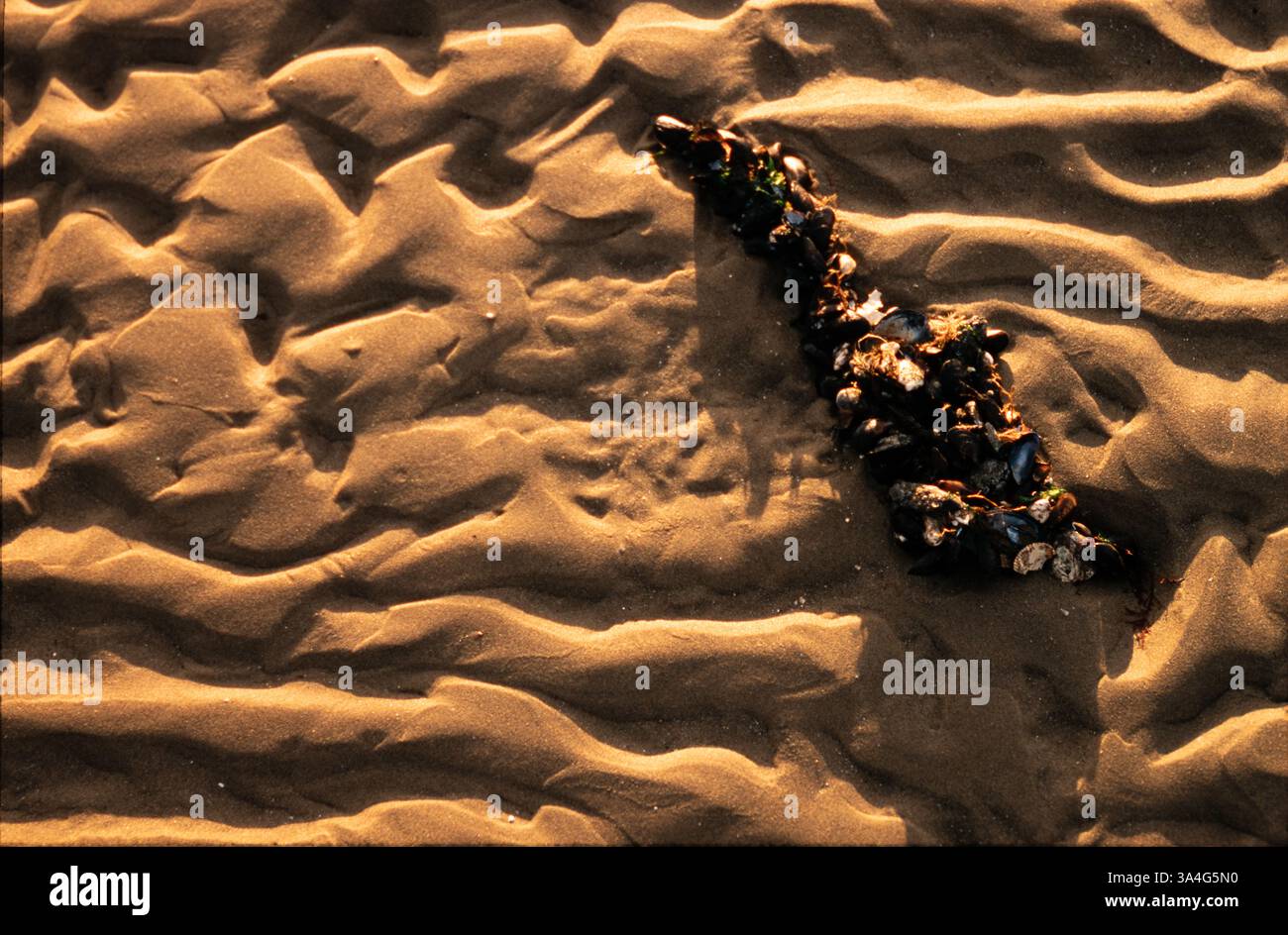 Des coquillages collés à une parcelle de pétrole sont échoués sur une plage britannique. g Banque D'Images