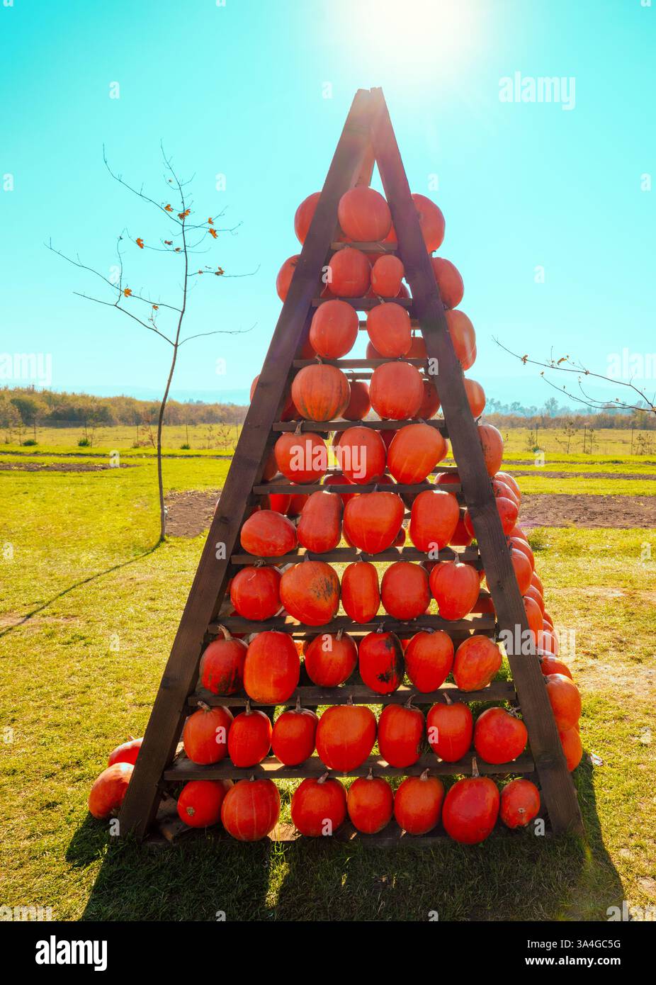 Pyramide en bois avec des citrouilles dans un champ par une journée ensoleillée. Festival de la citrouille. Fond de Thanksgiving Banque D'Images