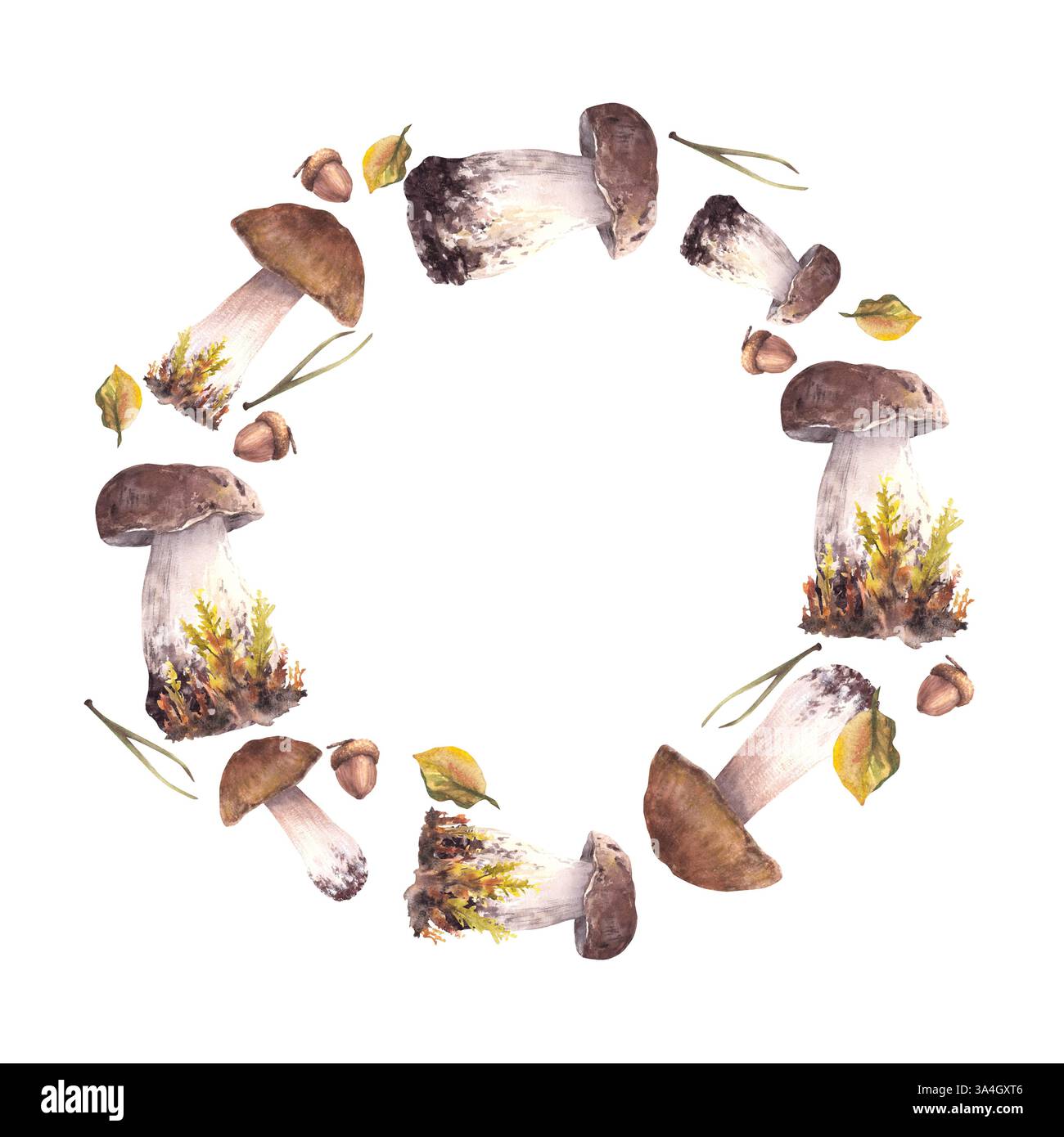 Champignons, aiguilles d'épicéa et couronne de glands. Récolte forestière champignons forêt cadre circulaire aquarelle Porcini dessiné à la main, Boletus avec chapeau brun. Produit Banque D'Images