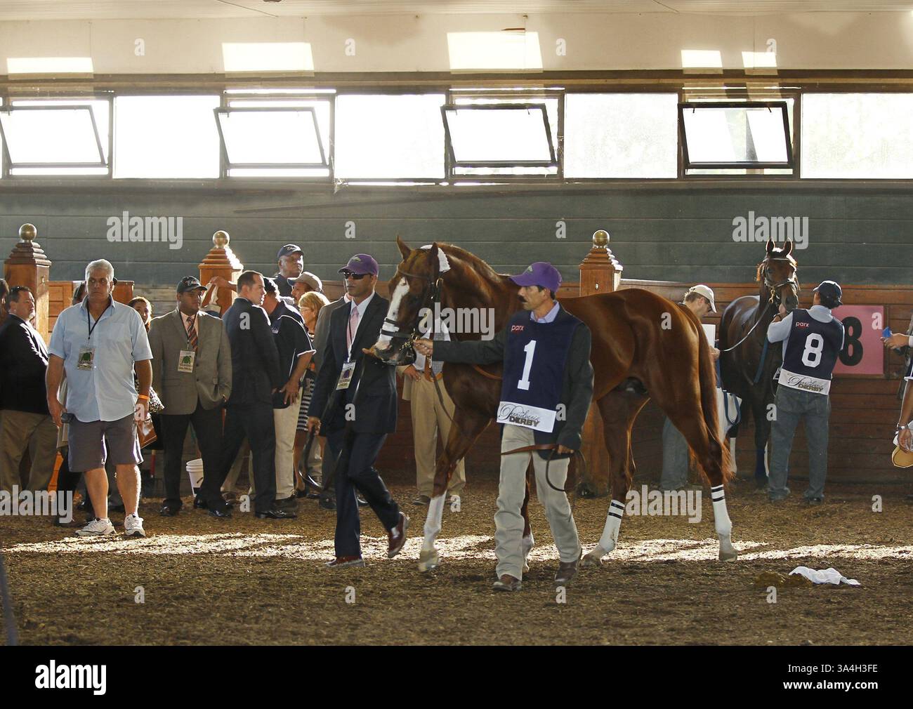 20 septembre 2014 - Bensalem, PA, États-Unis - California Chrome fait le tour de la zone intérieure du paddock avant le Derby de Pennsylvanie à PARX le samedi 20 septembre 2014 à Bensalem, Pa. Le quasi-vainqueur de la Triple Crown termine 6e du Derby de Pennsylvanie. (Crédit image : © Ron Cortes/MCT/ZUMA Wire) Banque D'Images
