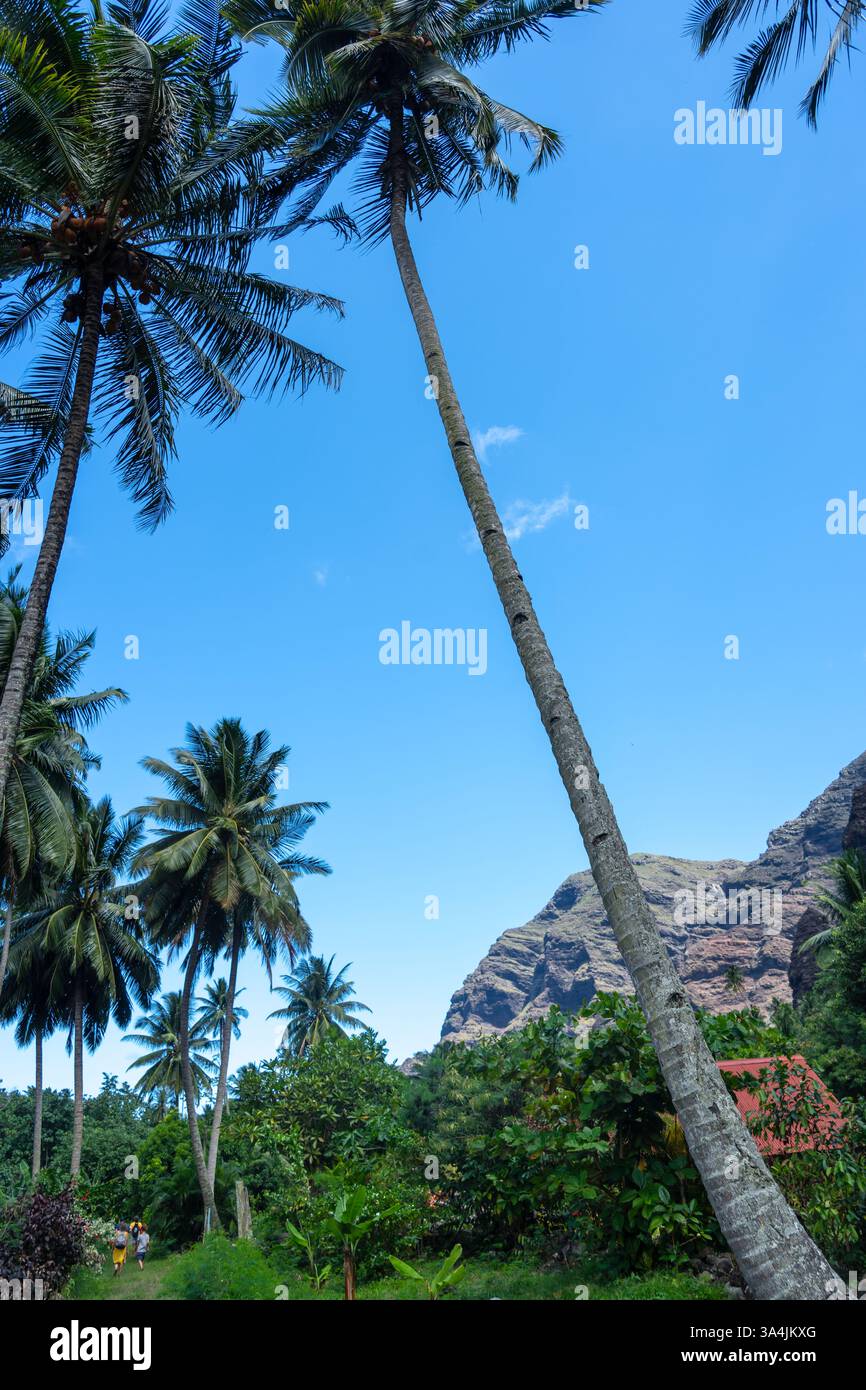 Un chemin de jungle luxuriant à travers la vallée de Hakaui, Nuku Hiva, les îles Marquises, Polynésie française. D'imposantes falaises de basalte et une végétation dense entourent le tra Banque D'Images