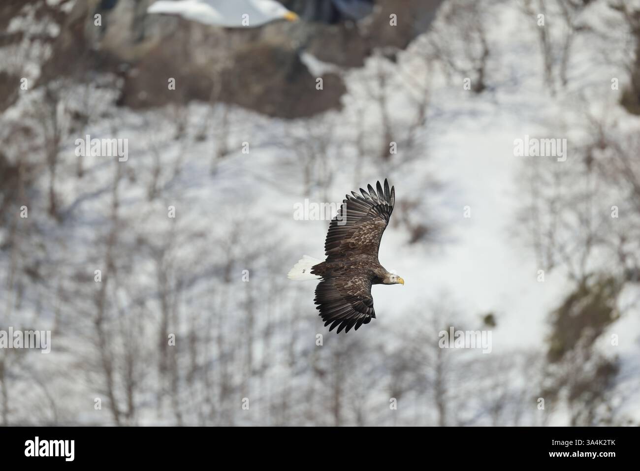 L'aigle à queue blanche (Haliaeetus albicilla) à Hokkaido, Japon Banque D'Images L'aigle à queue blanche (Haliaeetus albicilla) à Hokkaido, Japon Banque D'Images